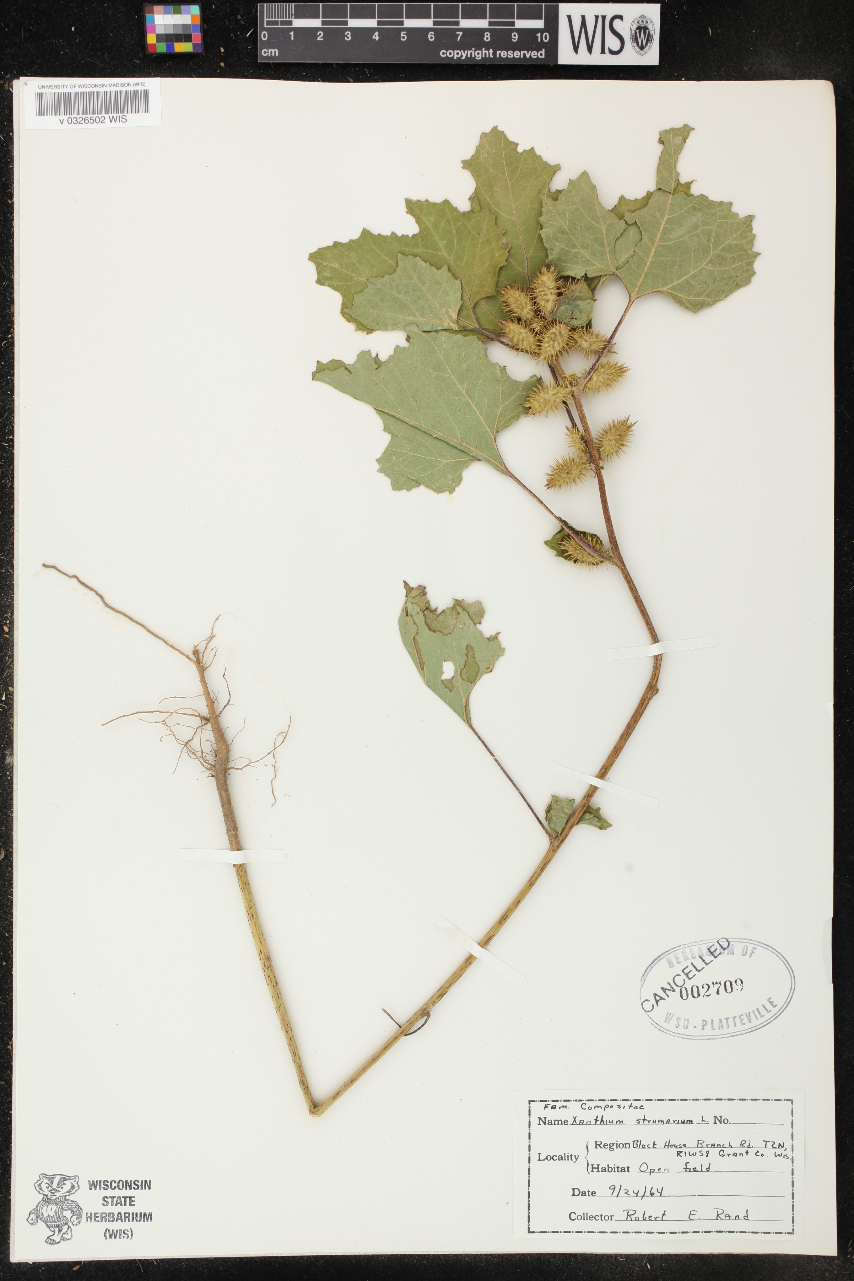Xanthium strumarium image