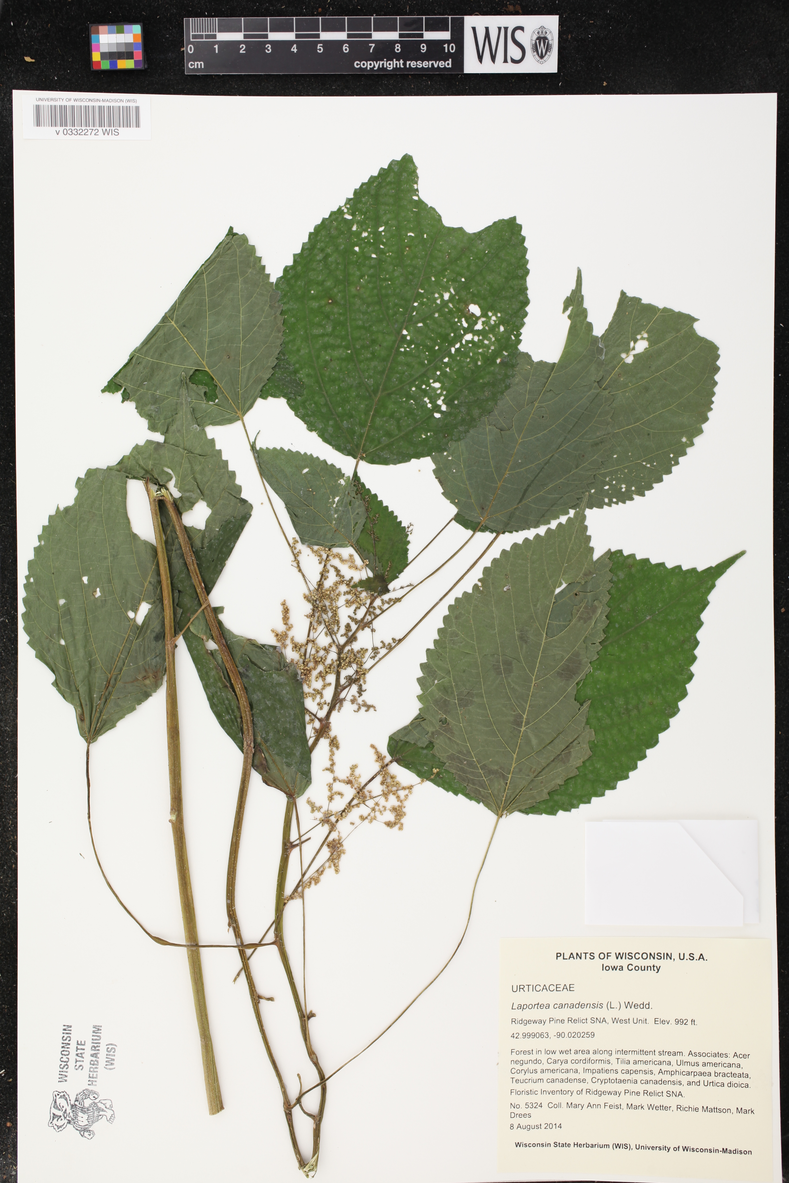 Laportea canadensis image