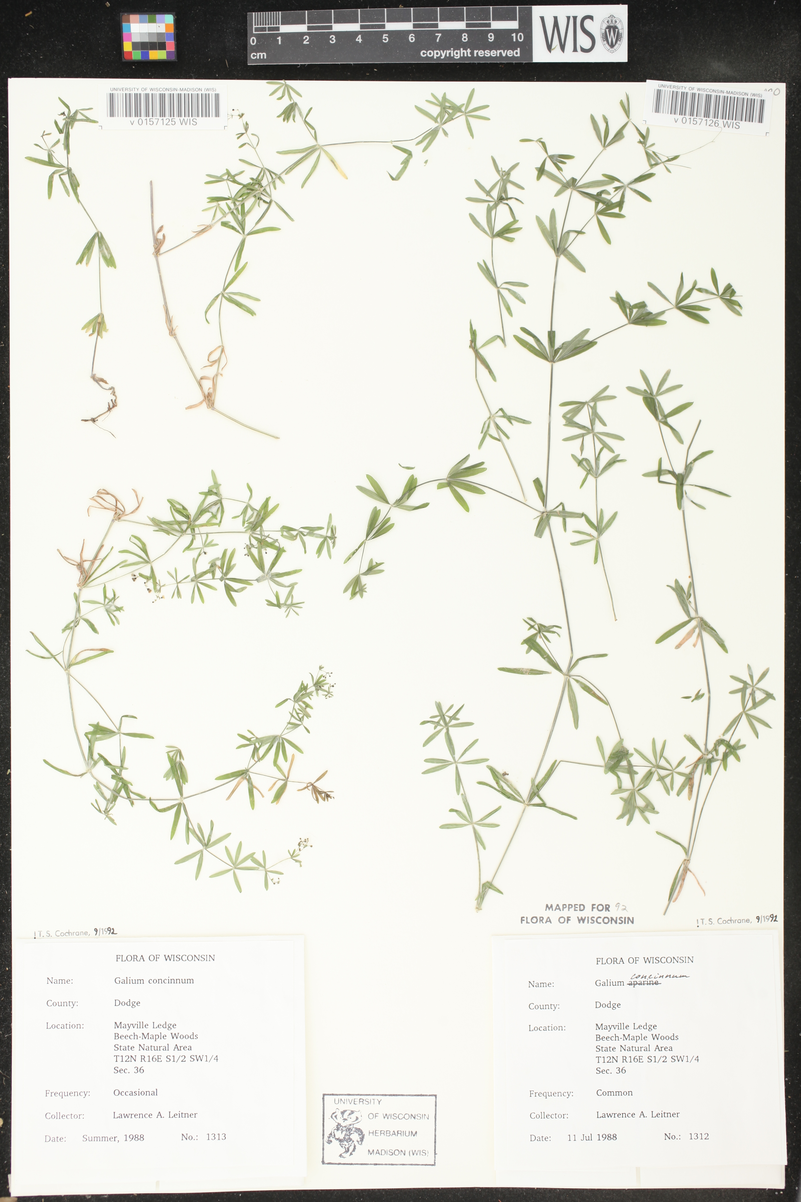 Galium concinnum image