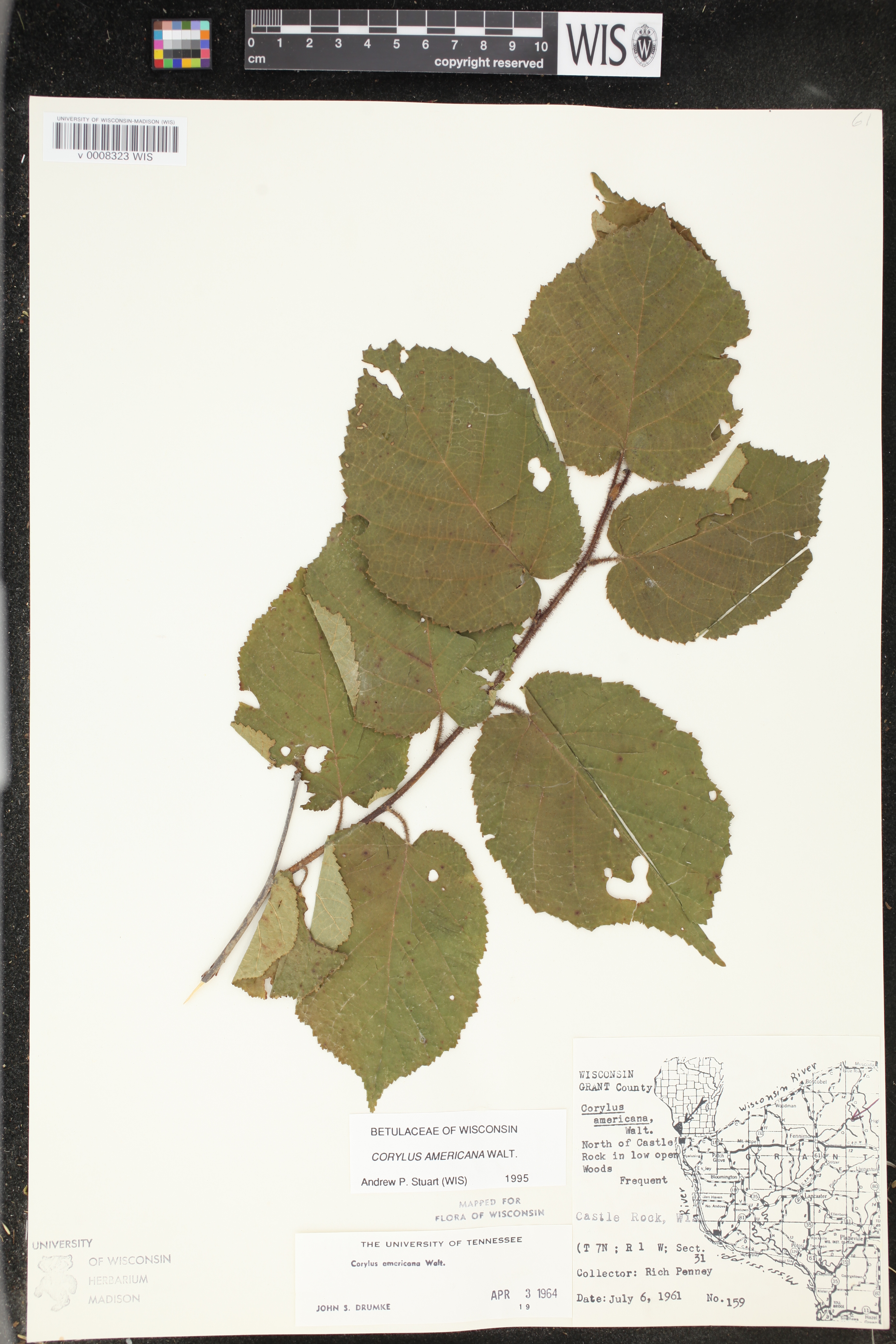 Corylus americana image