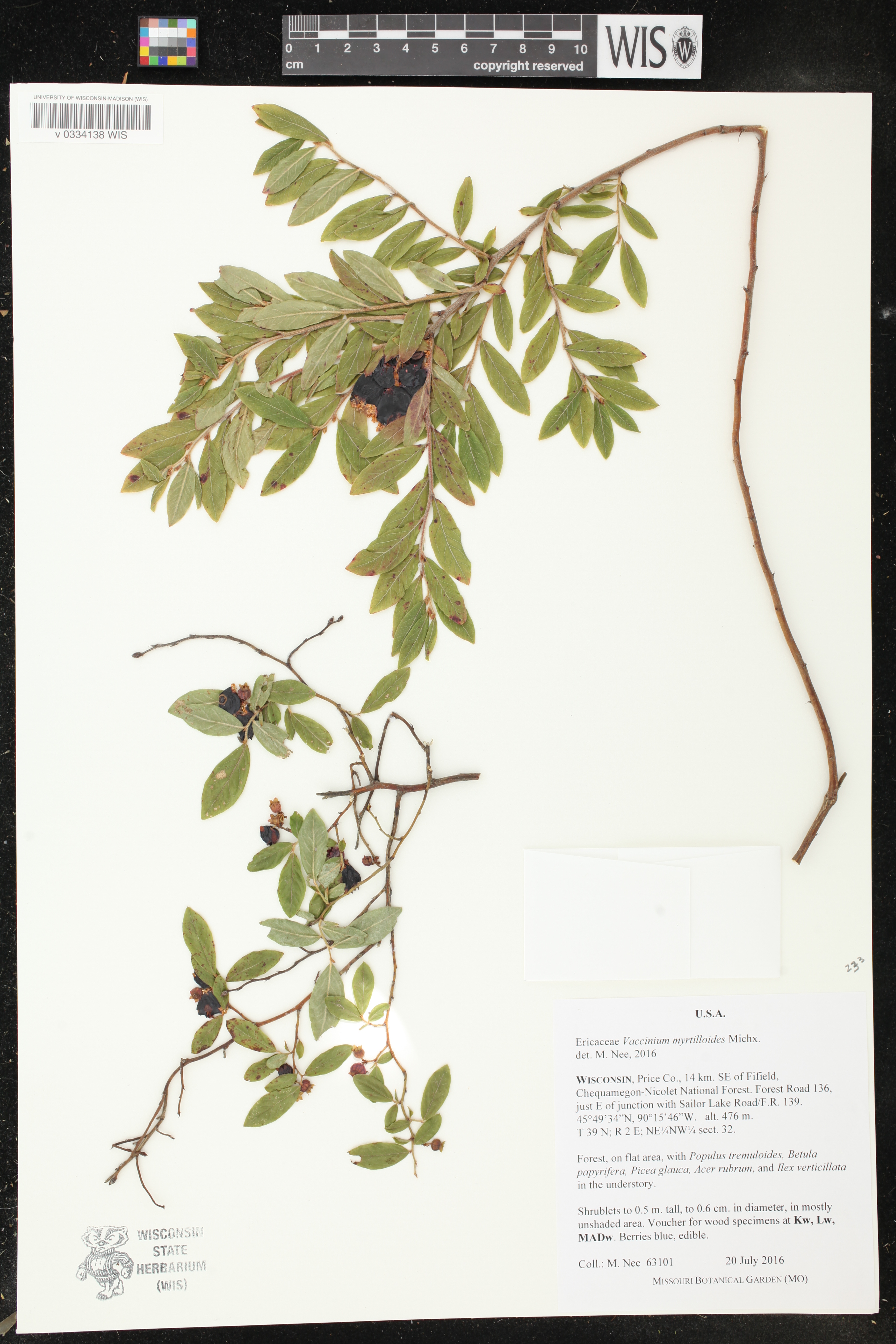 Vaccinium myrtilloides image