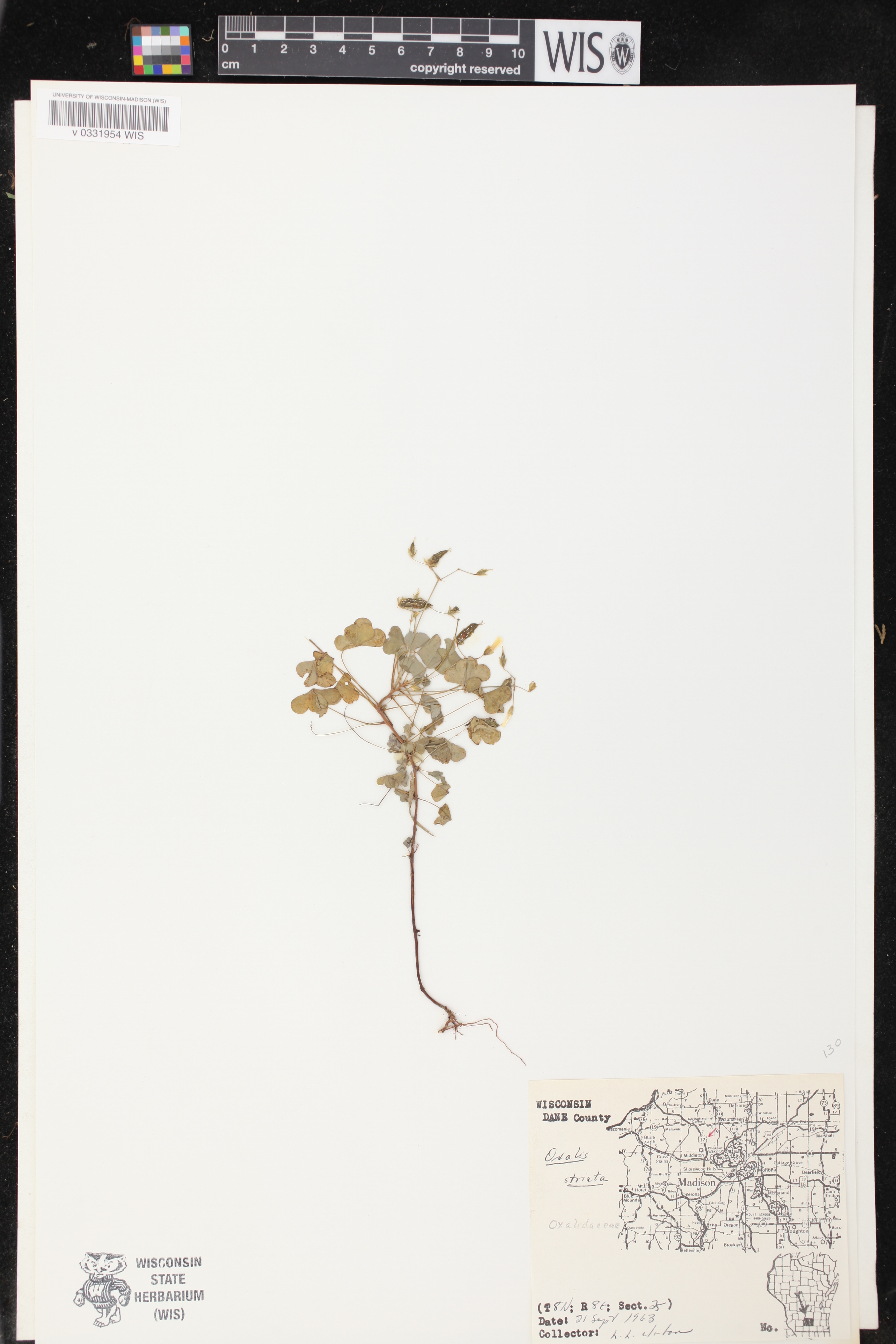 Oxalis stricta image