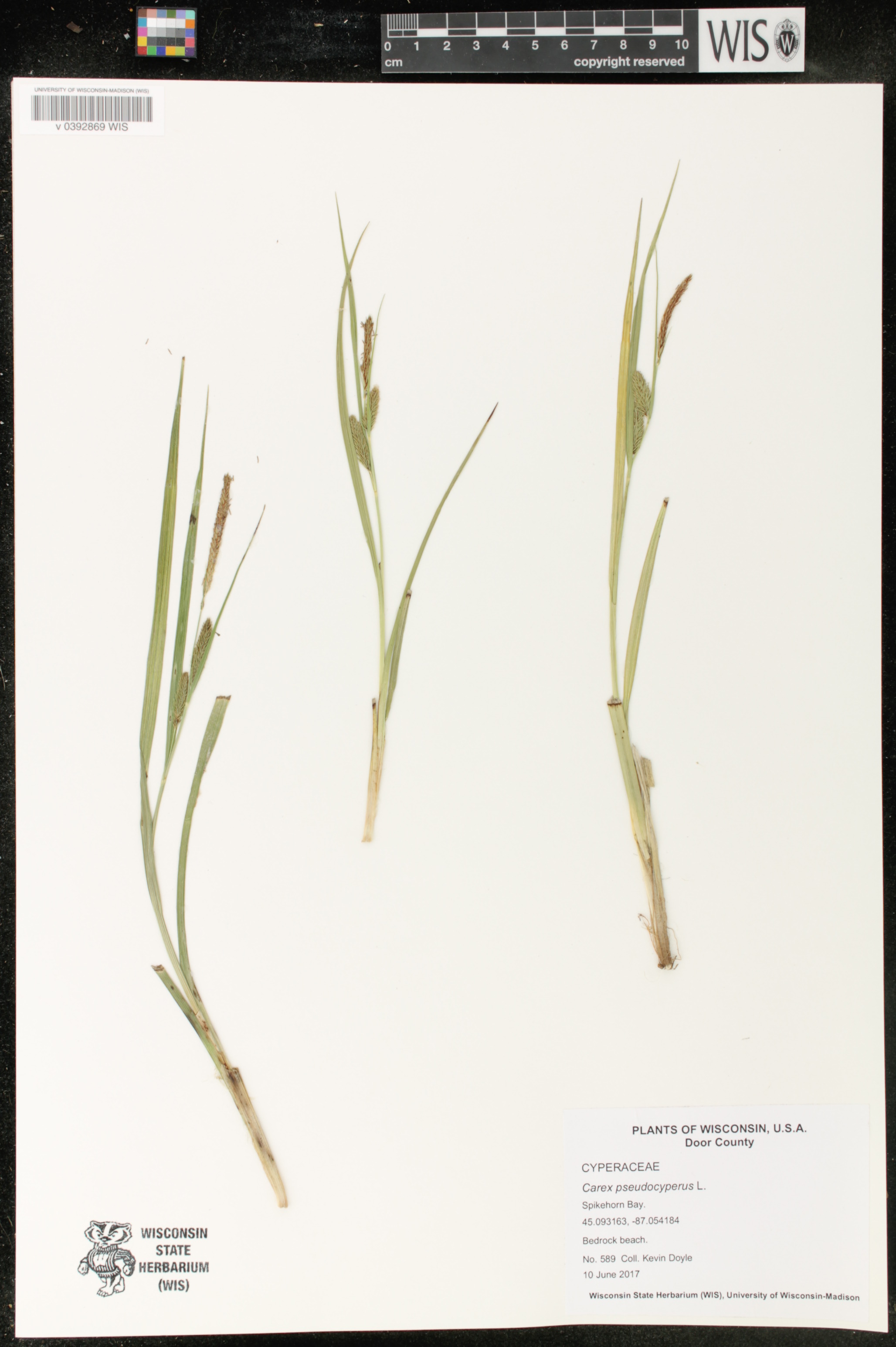 Carex pseudocyperus image
