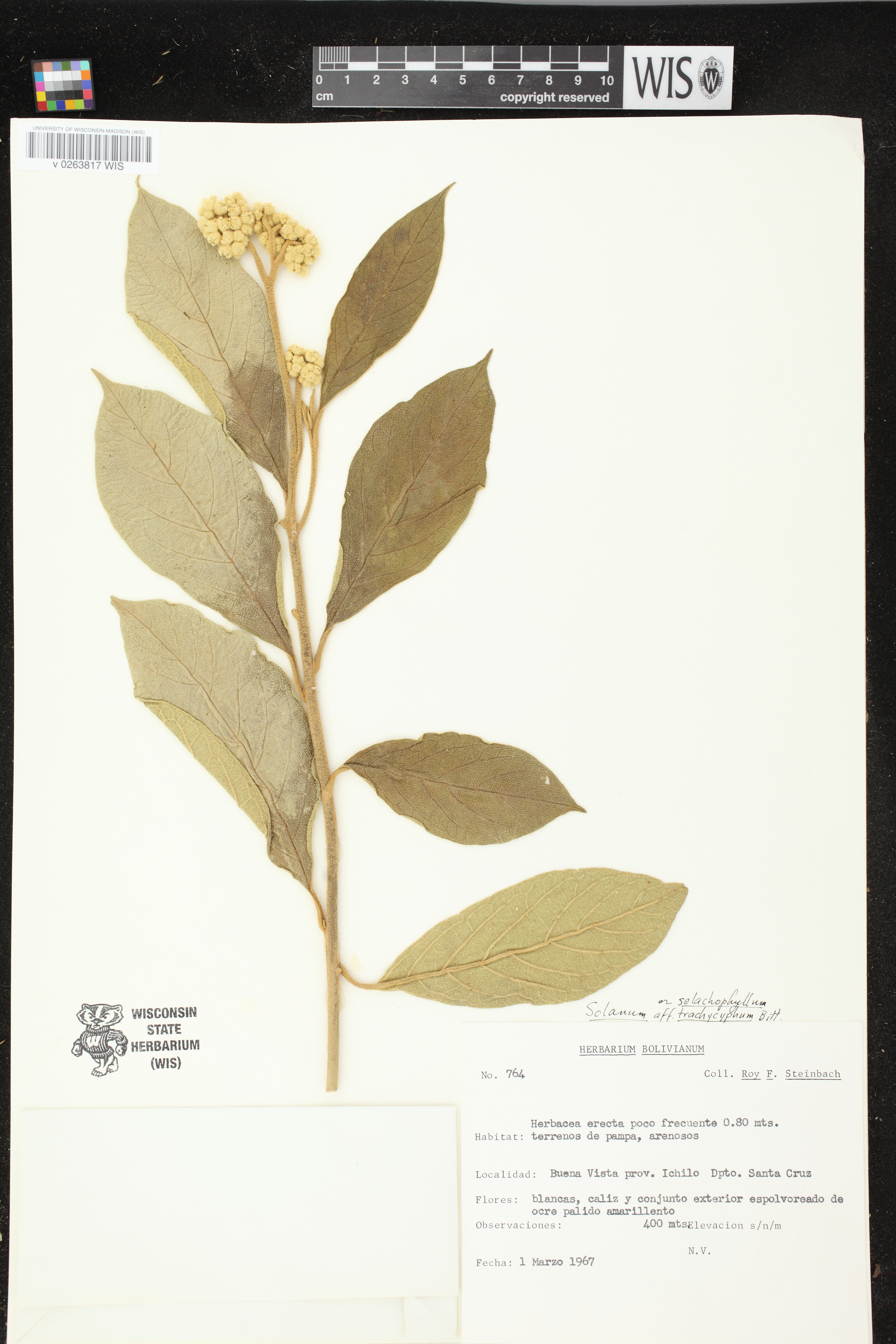 Solanum selachophyllum image