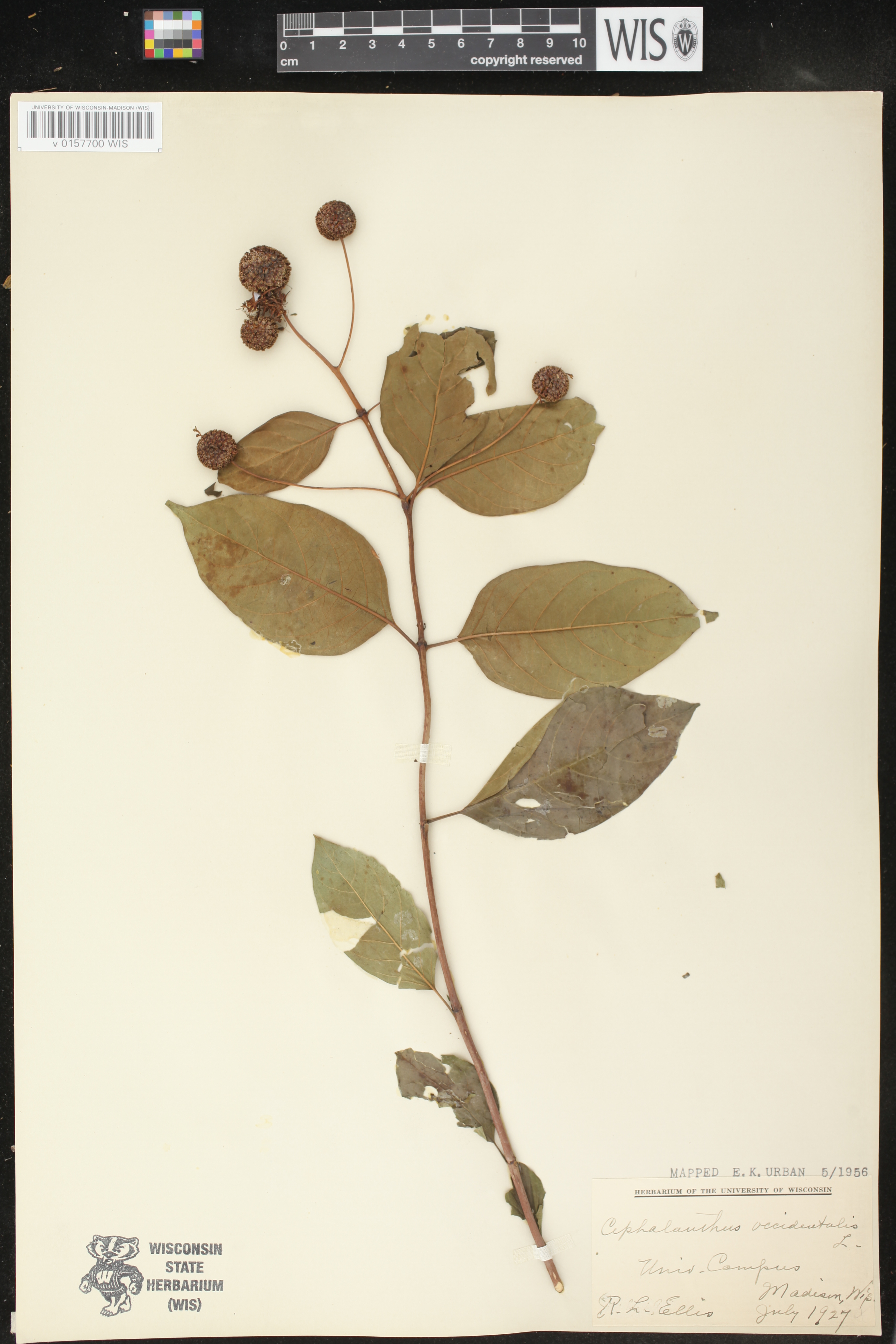 Cephalanthus occidentalis image