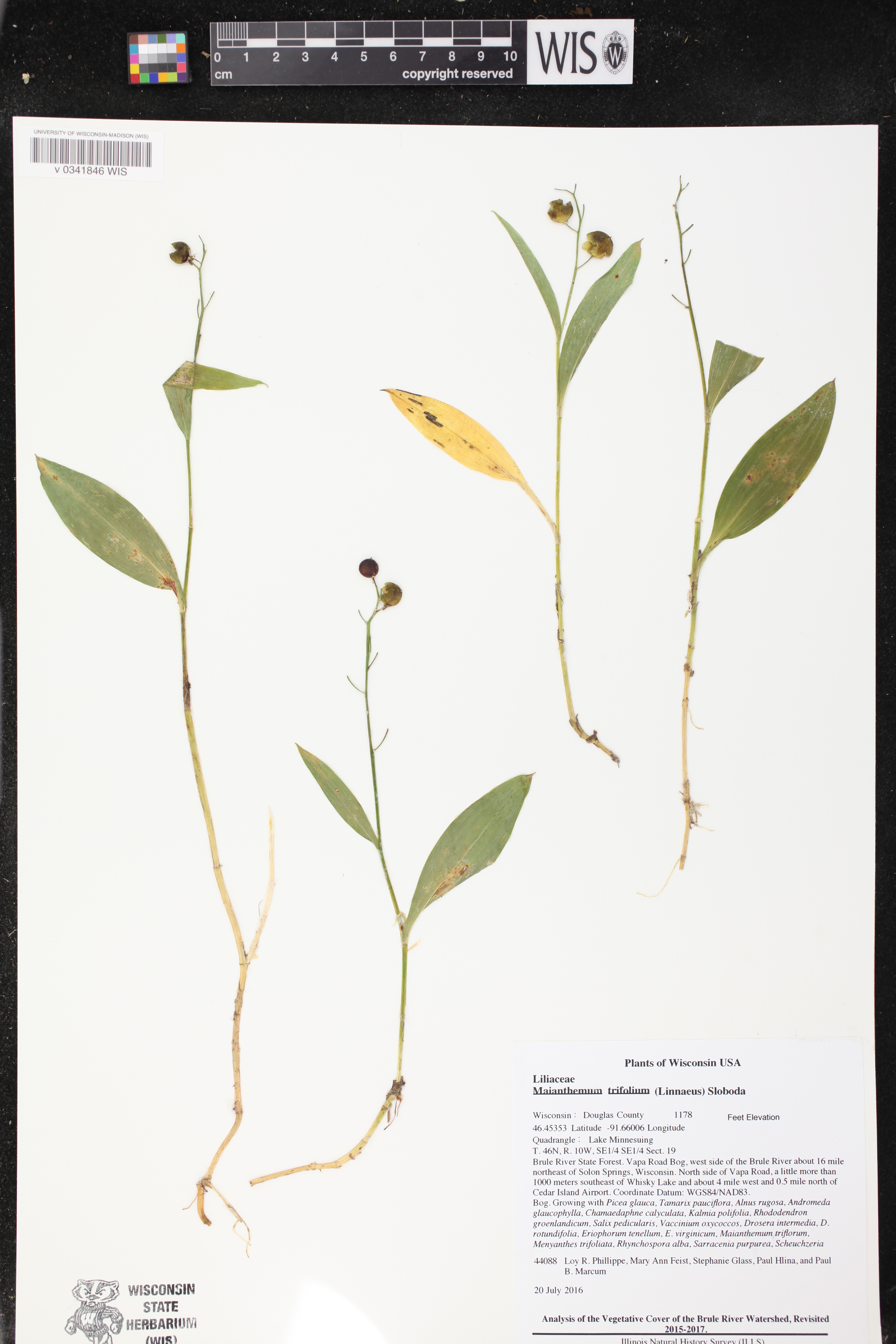 Maianthemum trifolium image