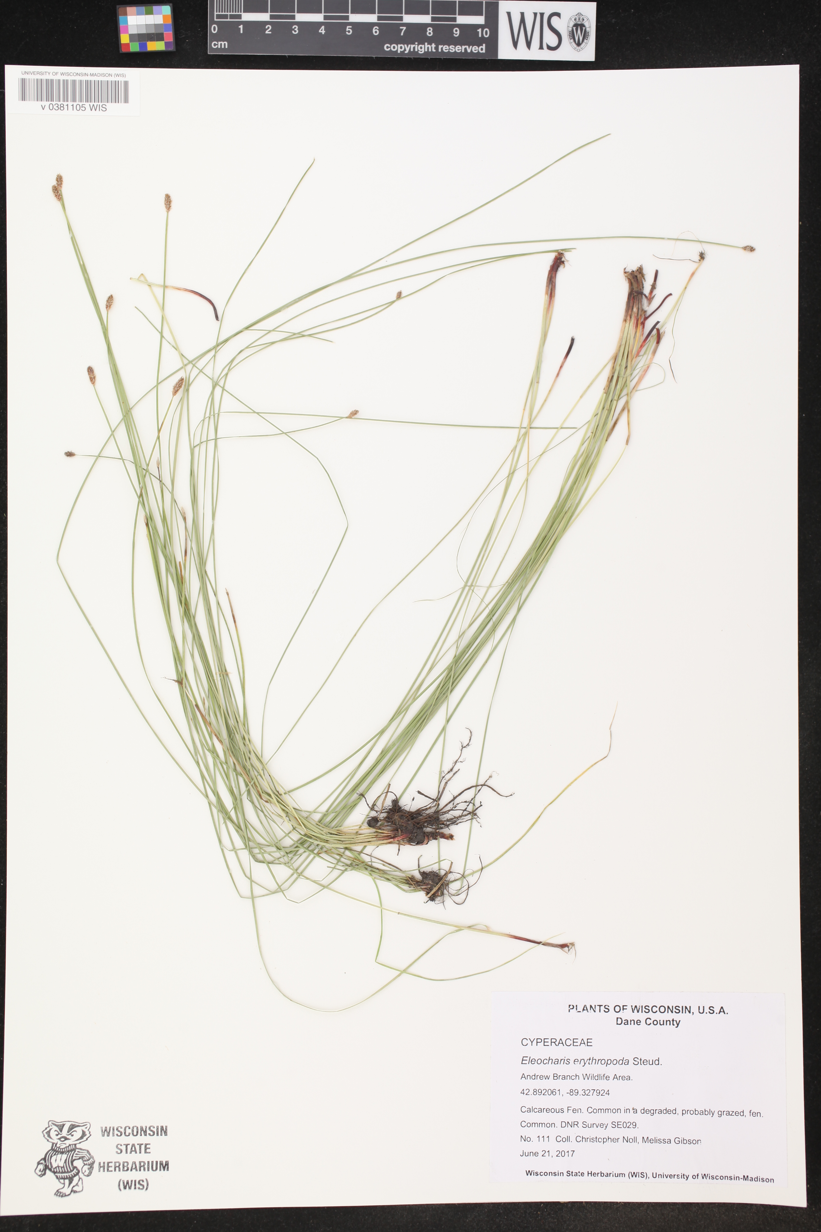 Eleocharis erythropoda image