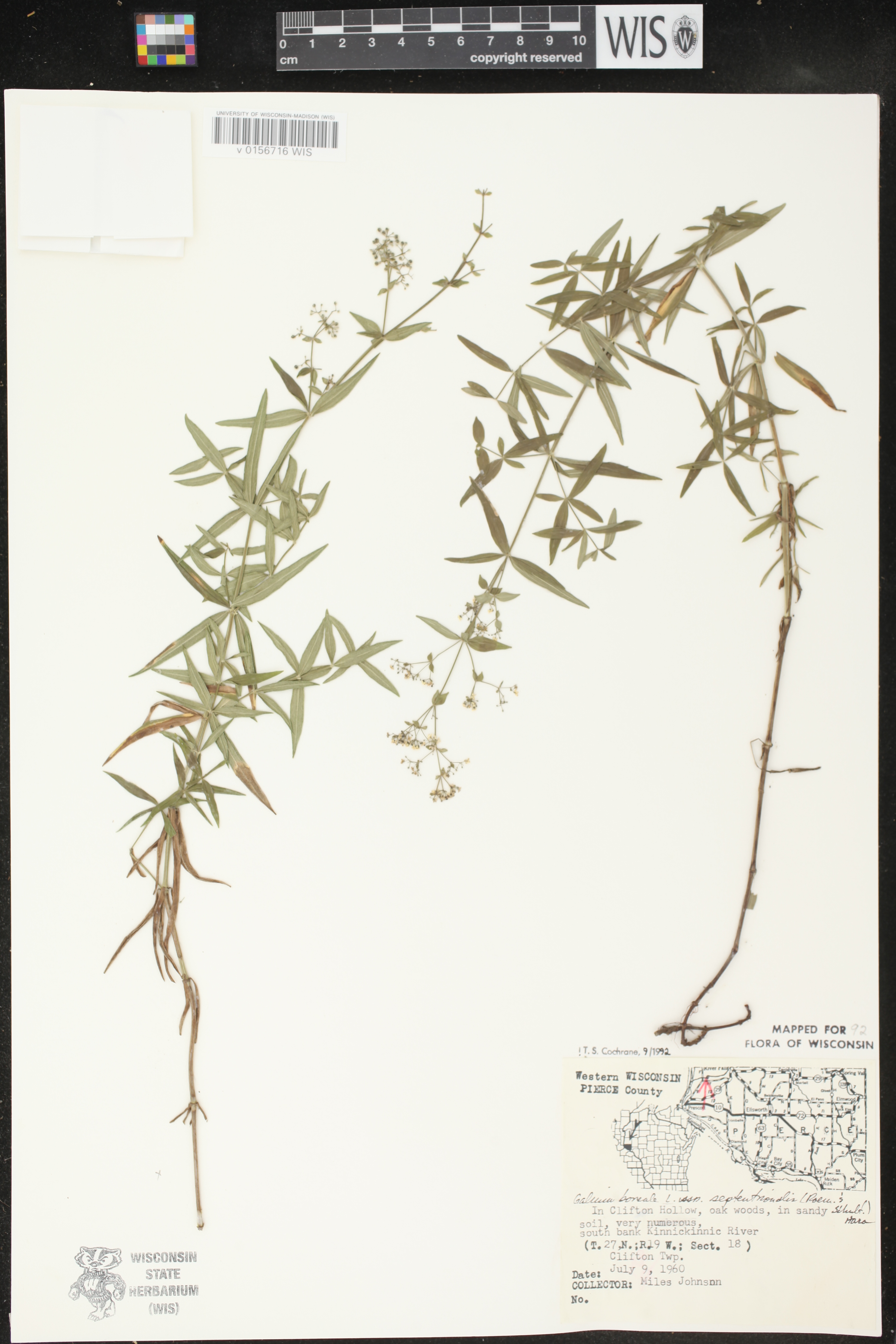 Galium boreale image