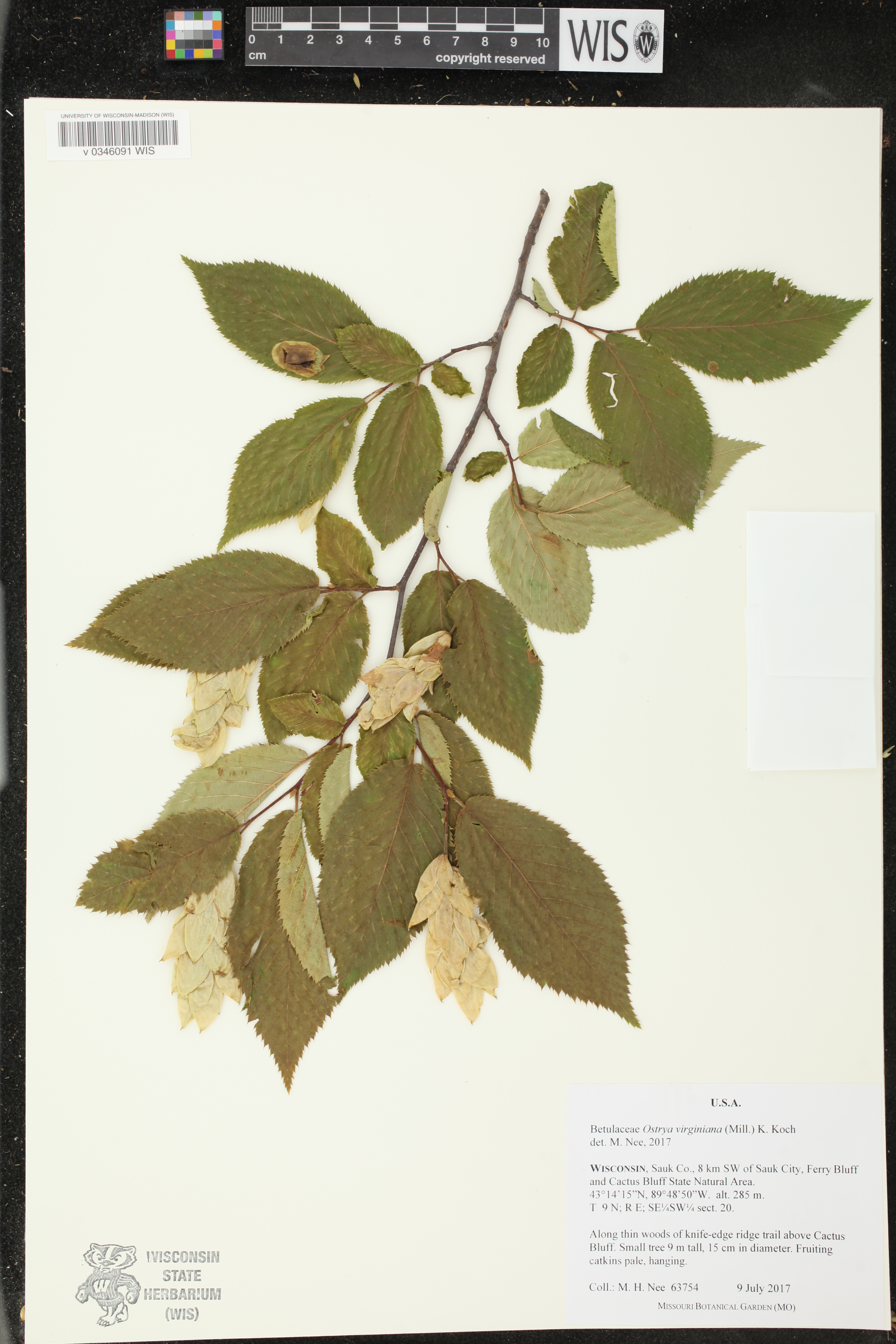 Ostrya virginiana image