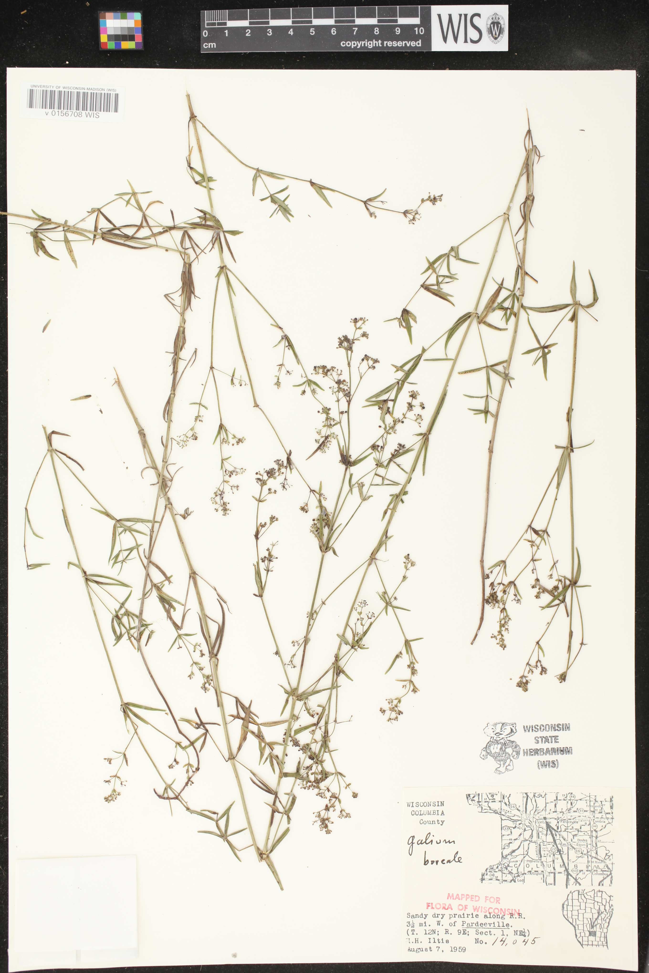 Galium boreale image