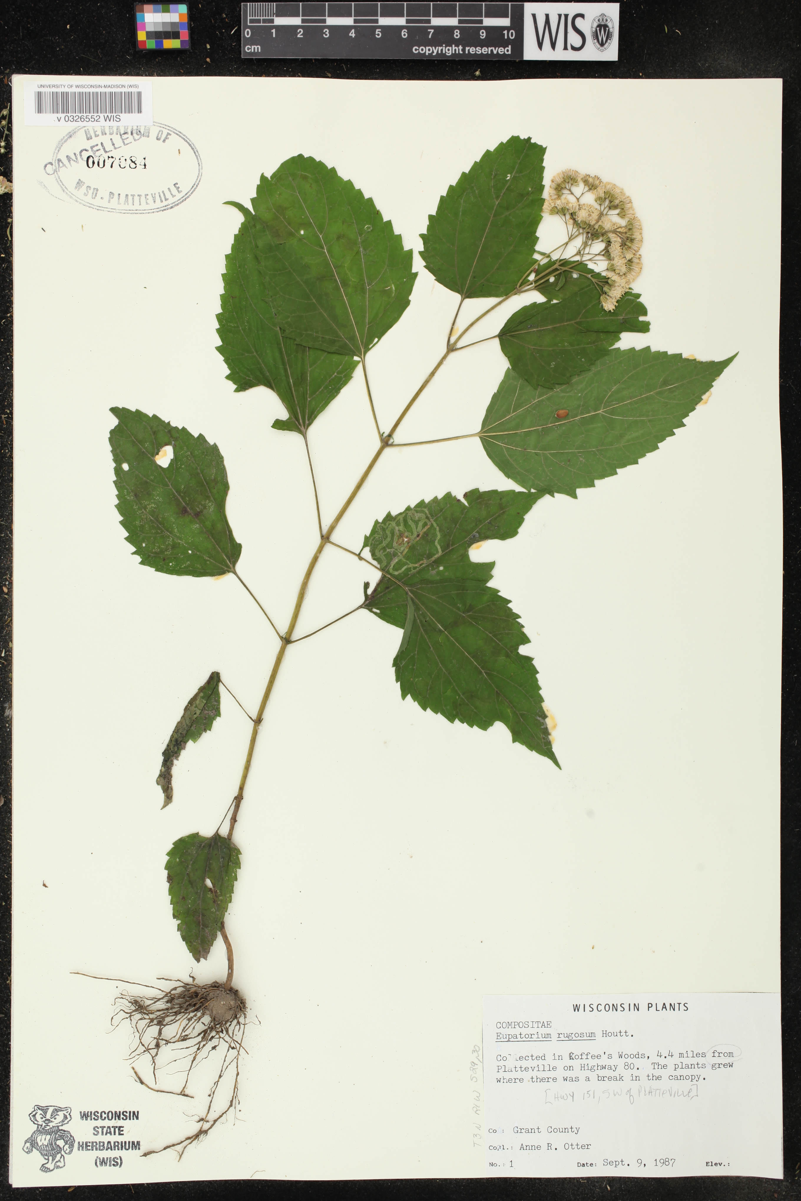 Ageratina altissima subsp. altissima image