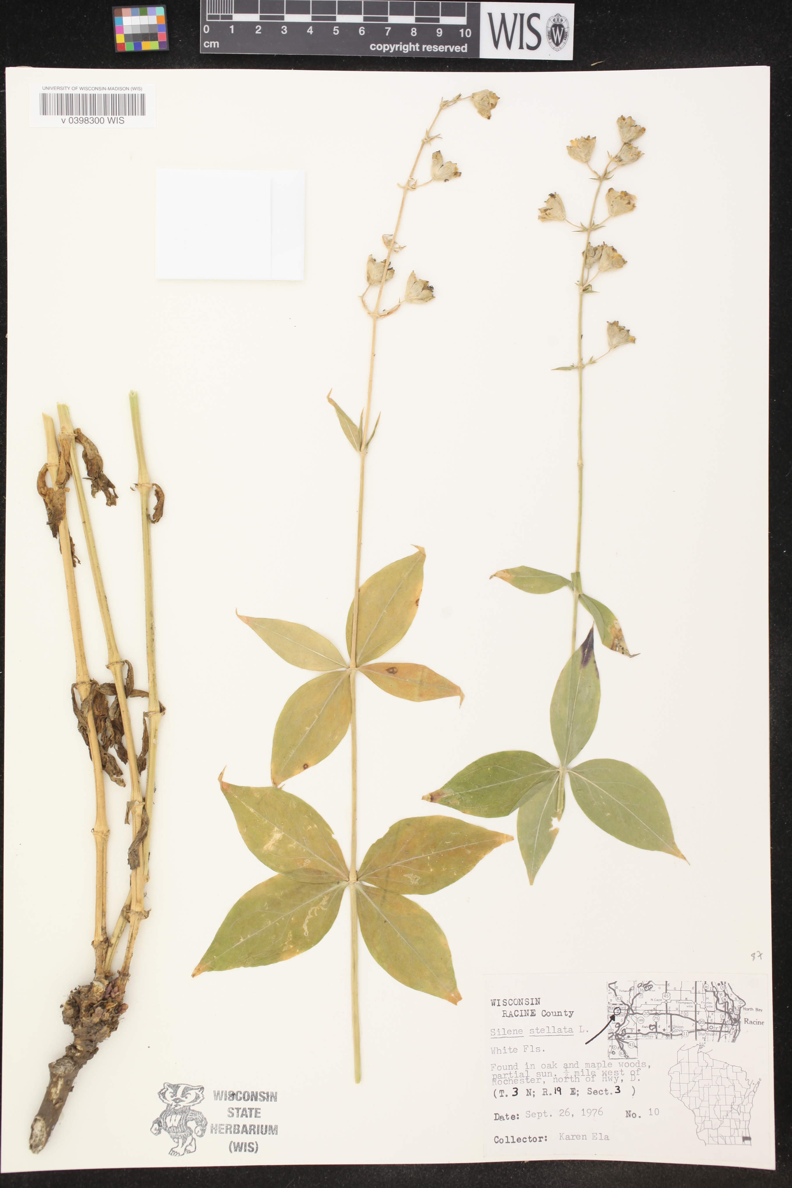 Silene stellata image