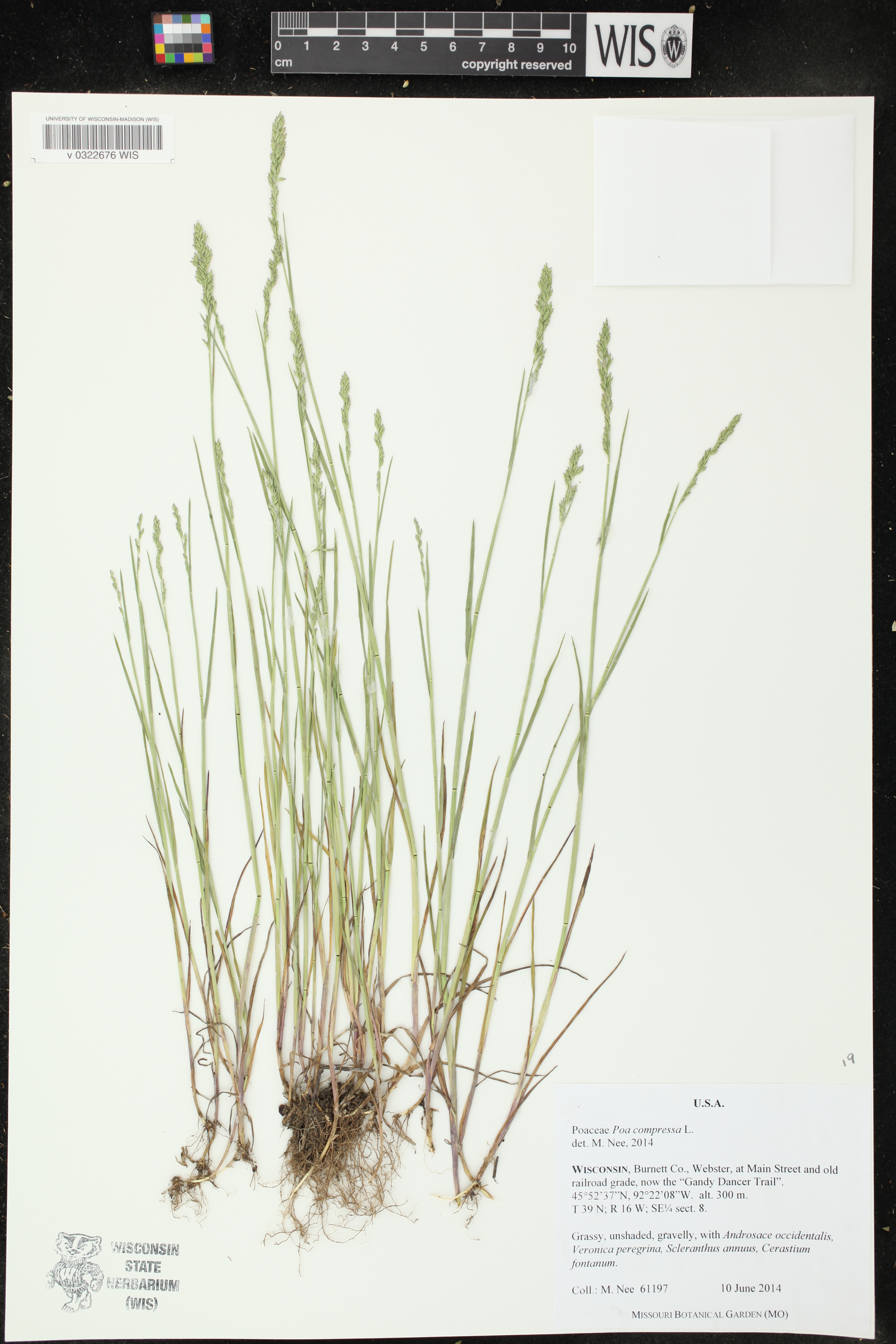Poa compressa image