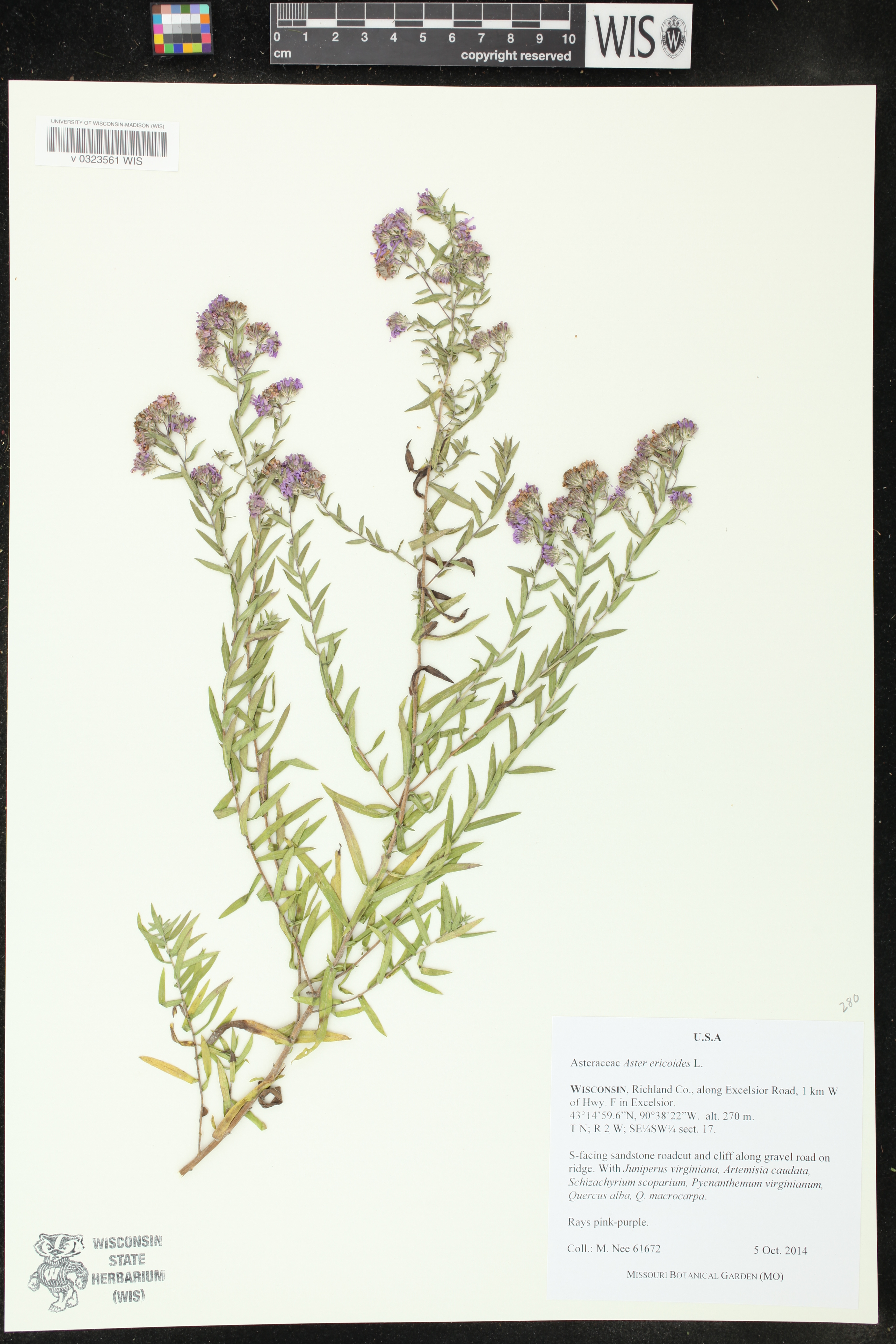 Symphyotrichum X amethystinum image