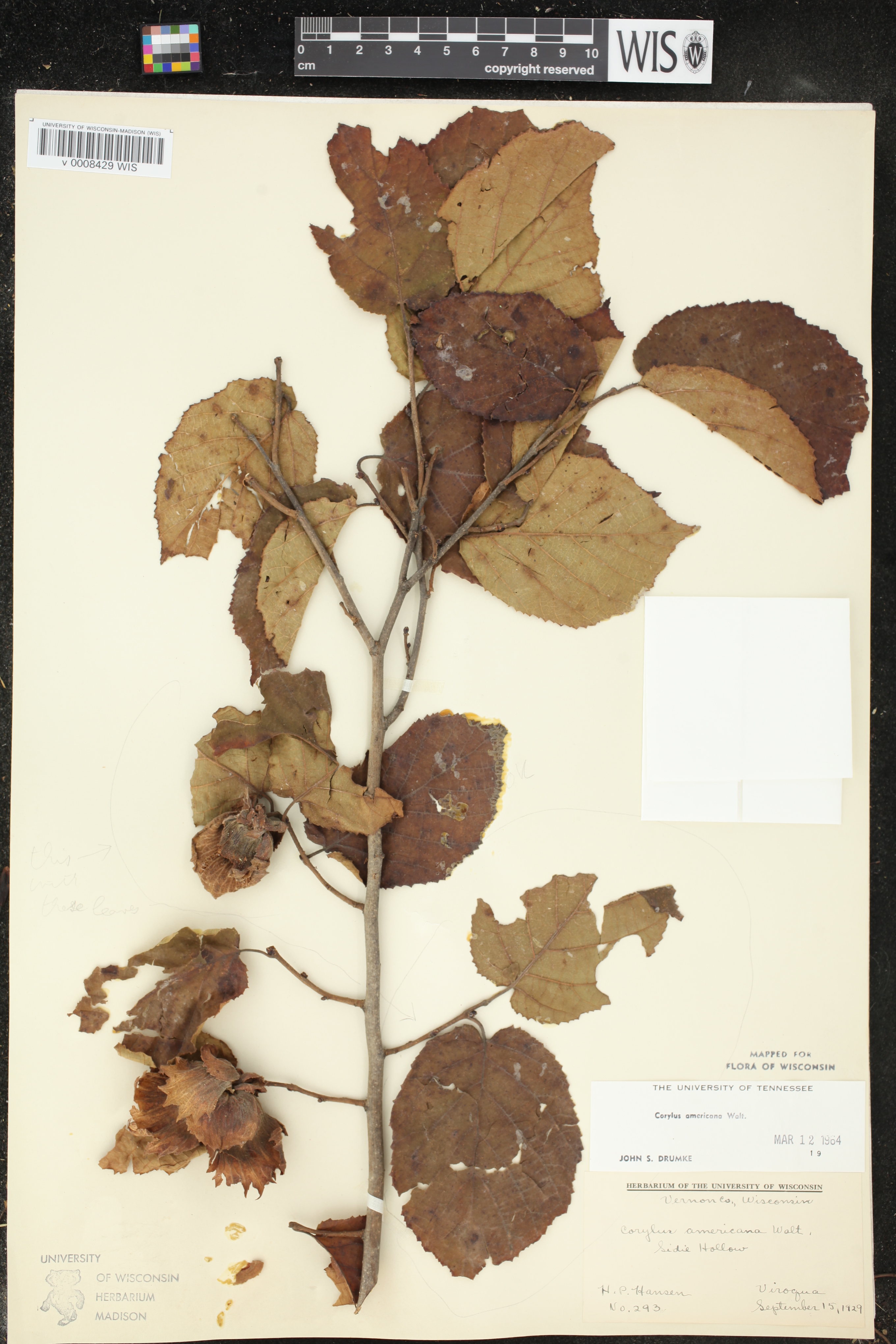 Corylus americana image