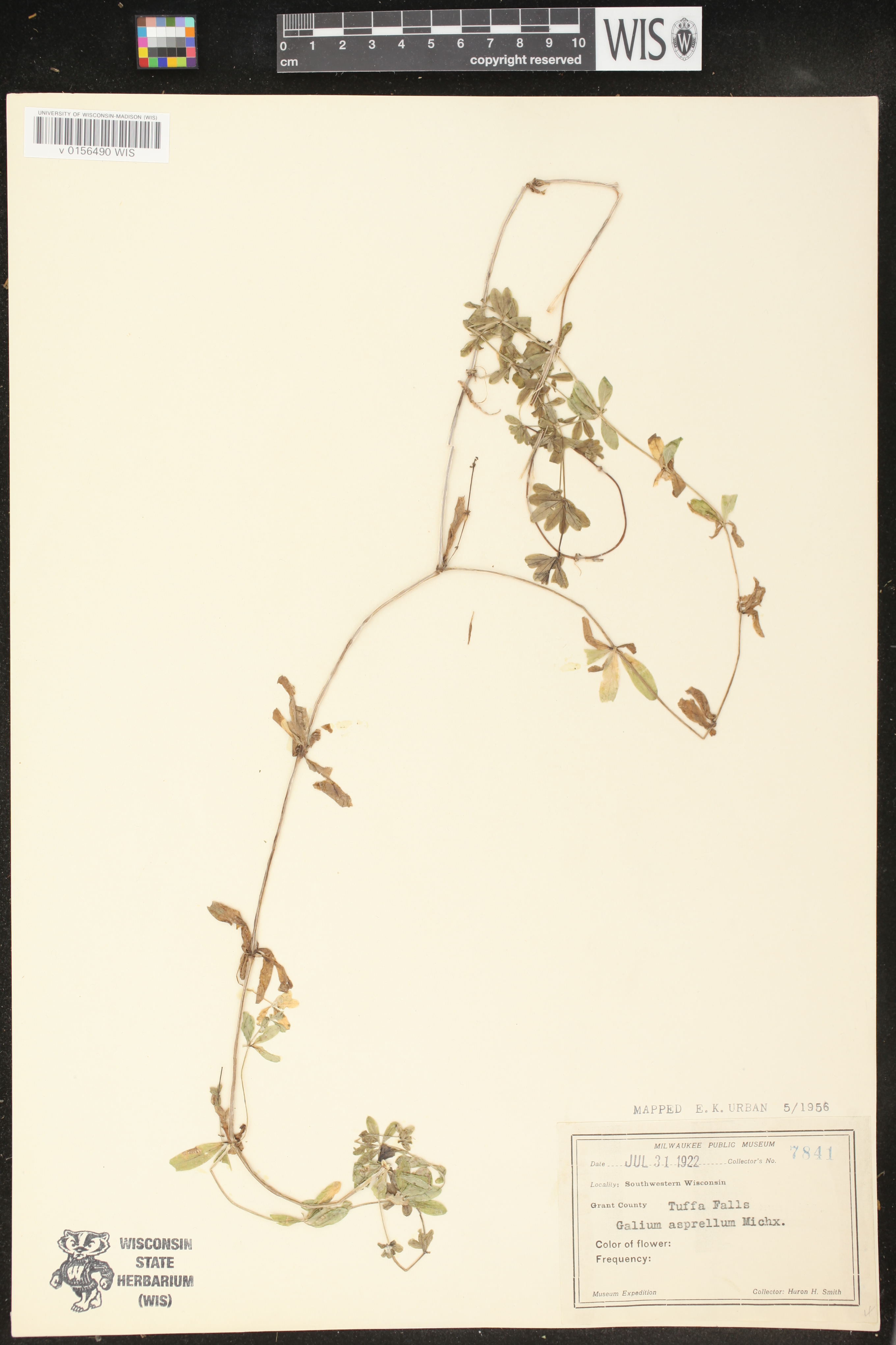 Galium asprellum image