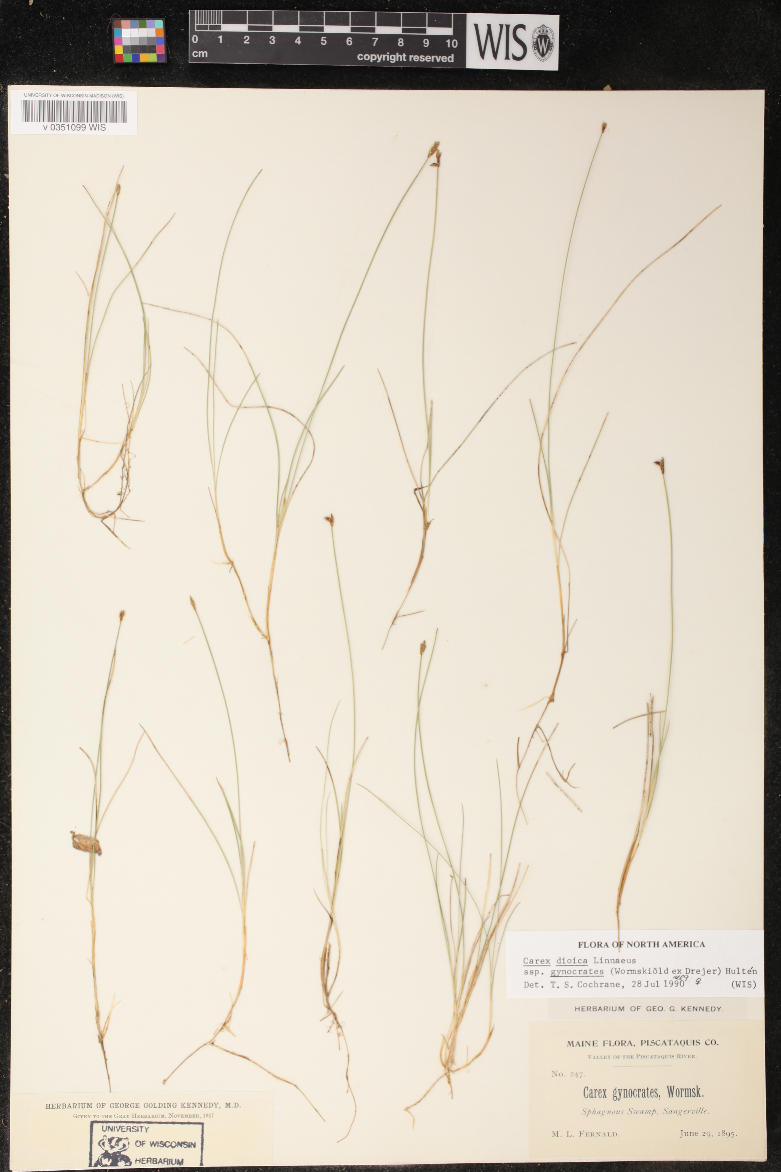 Carex dioica subsp. gynocrates image