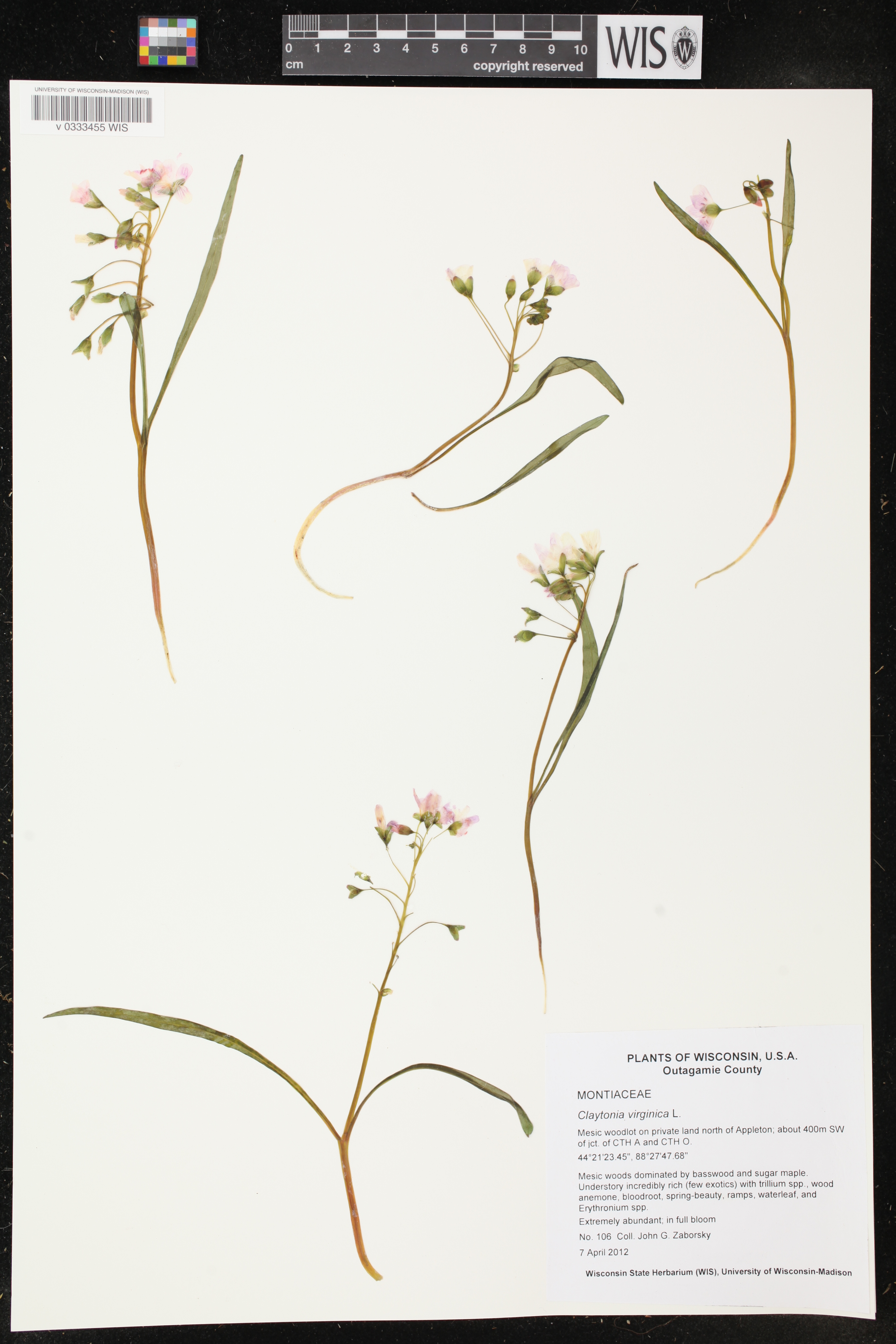 Claytonia virginica image