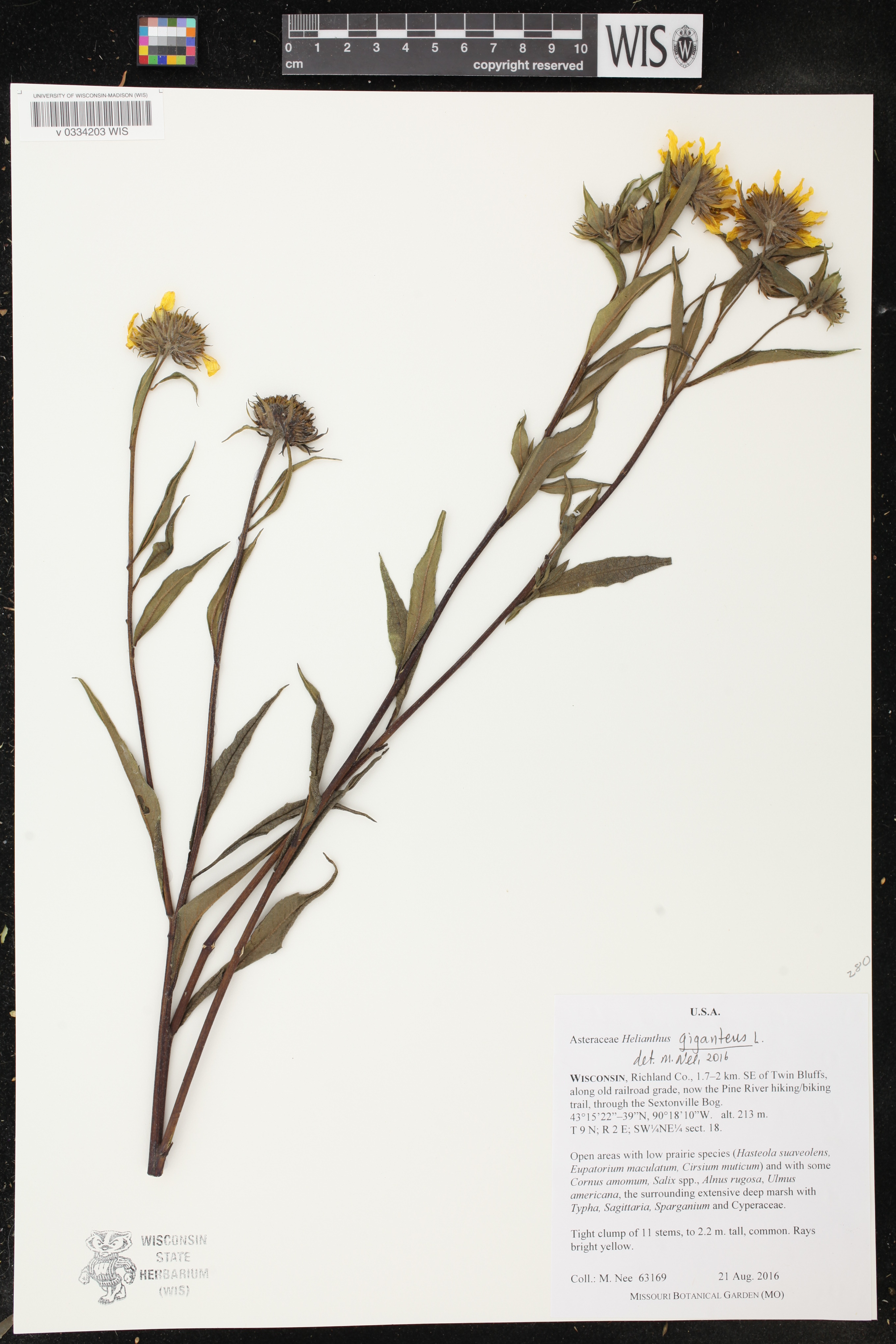 Helianthus giganteus image