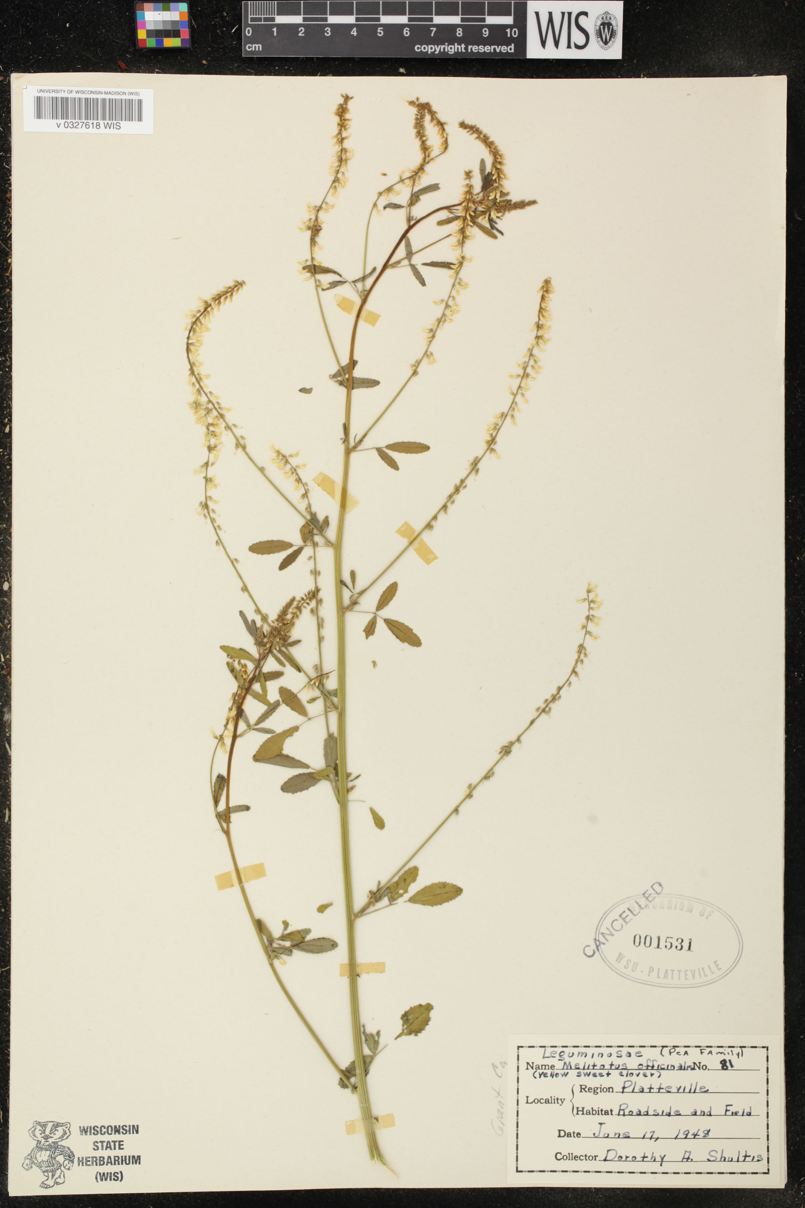 Melilotus officinalis image