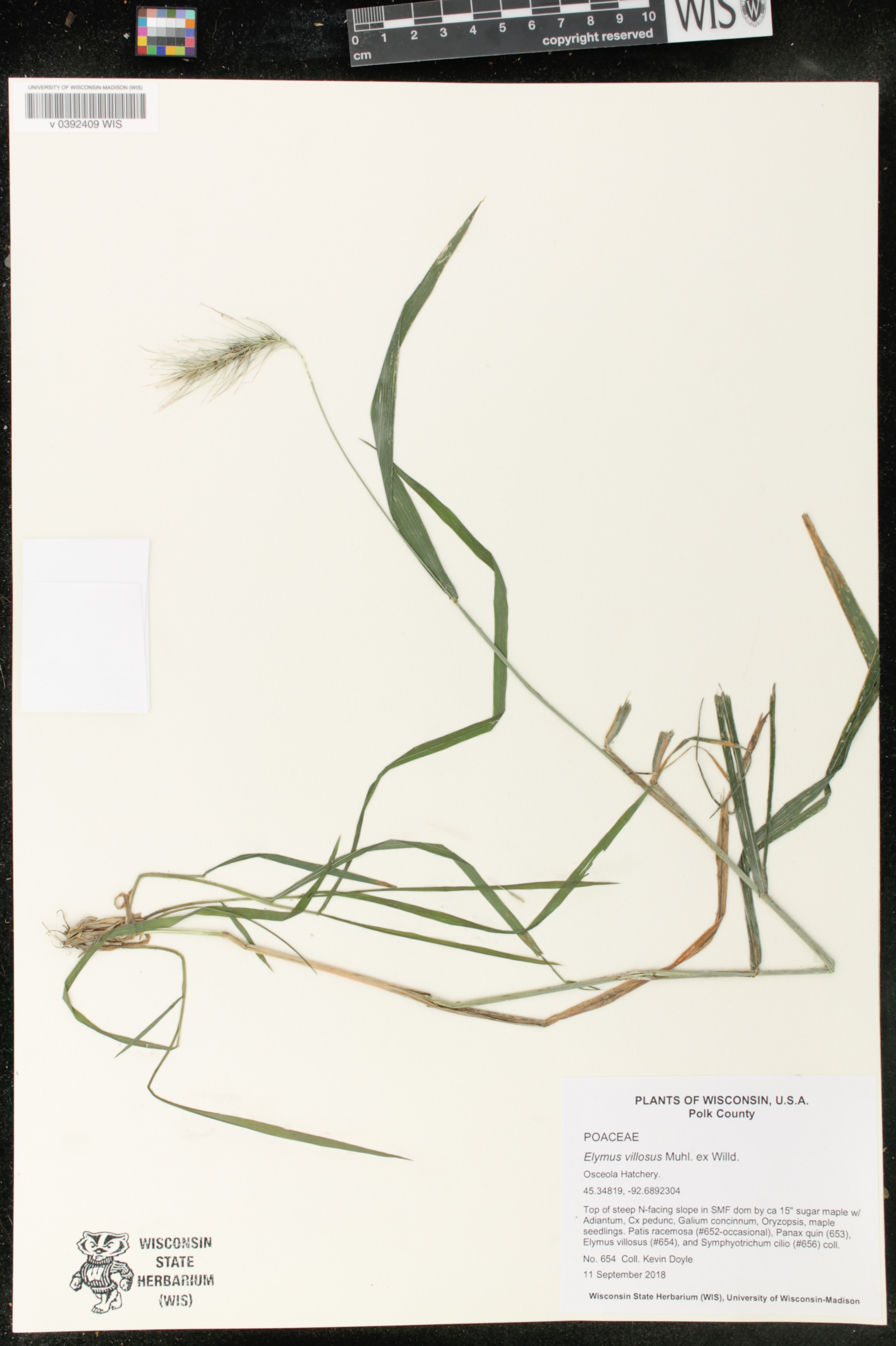 Elymus villosus image