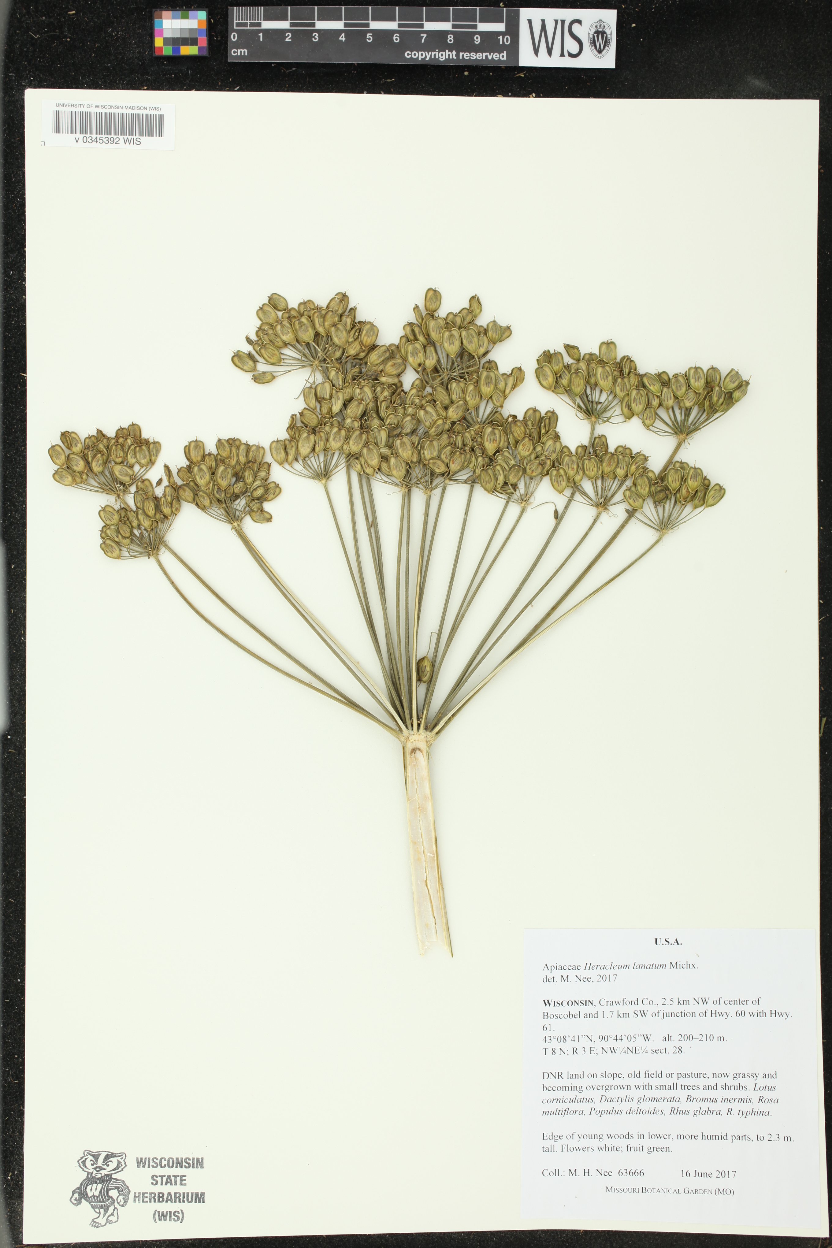 Heracleum maximum image