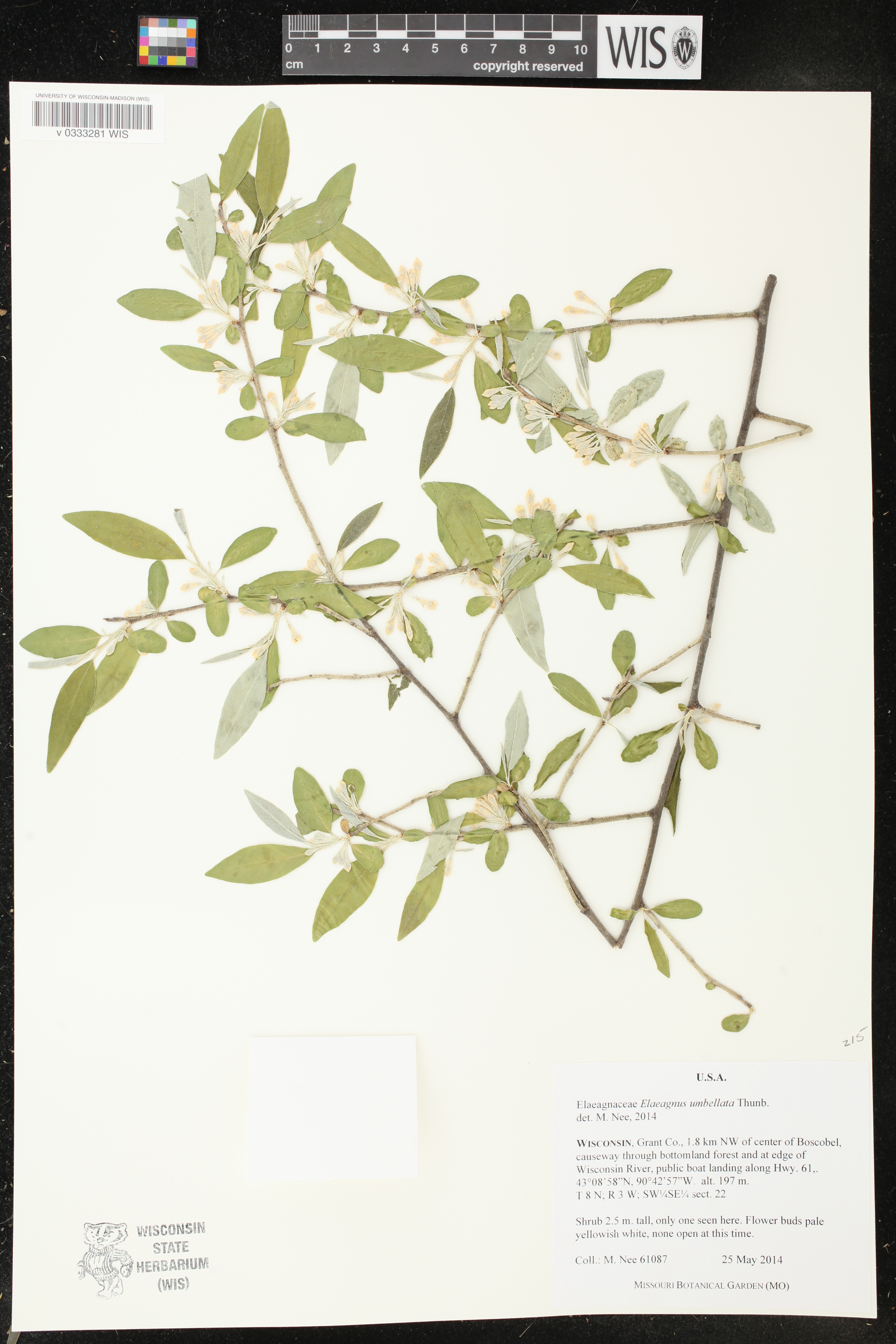 Elaeagnus umbellata image