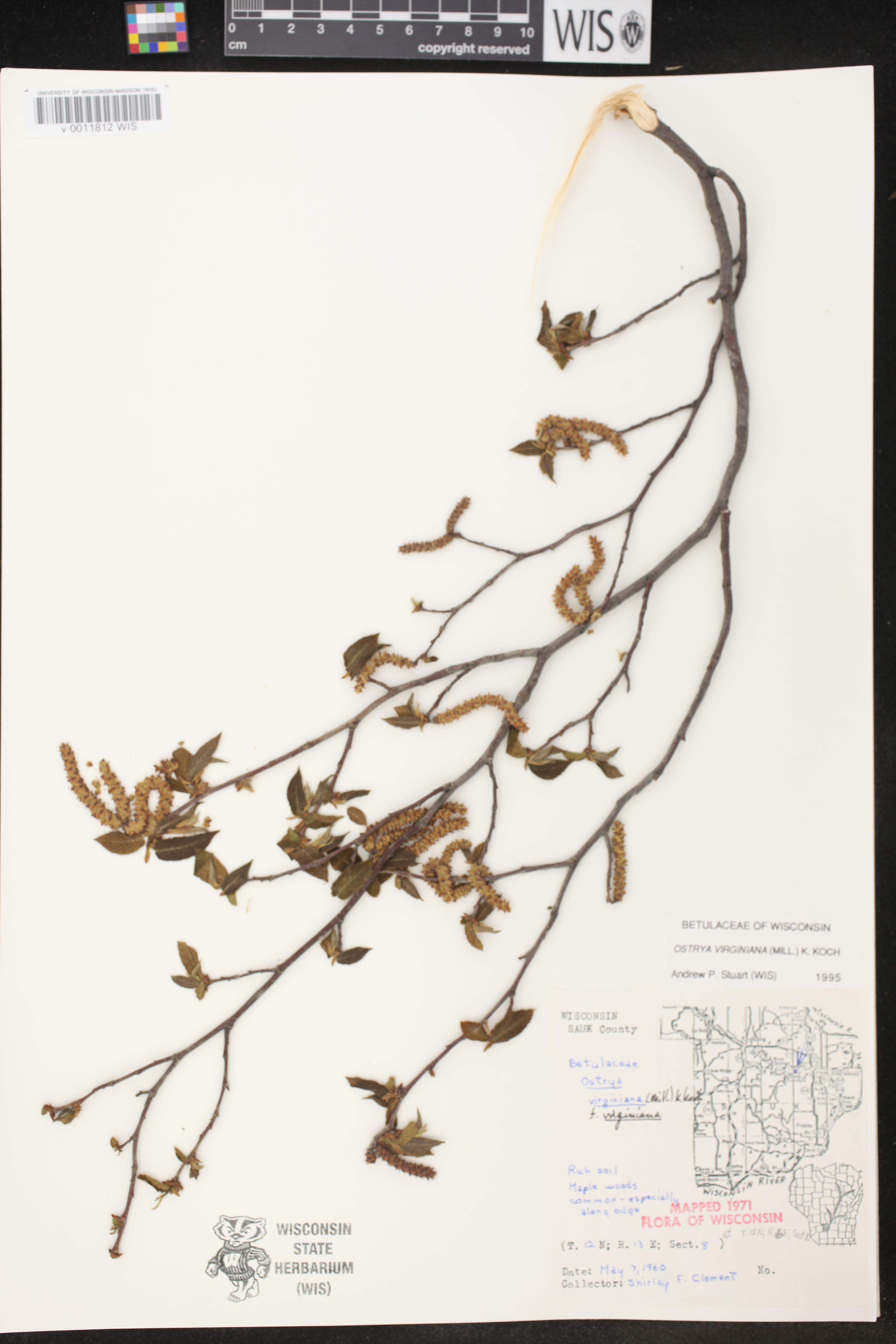 Ostrya virginiana image