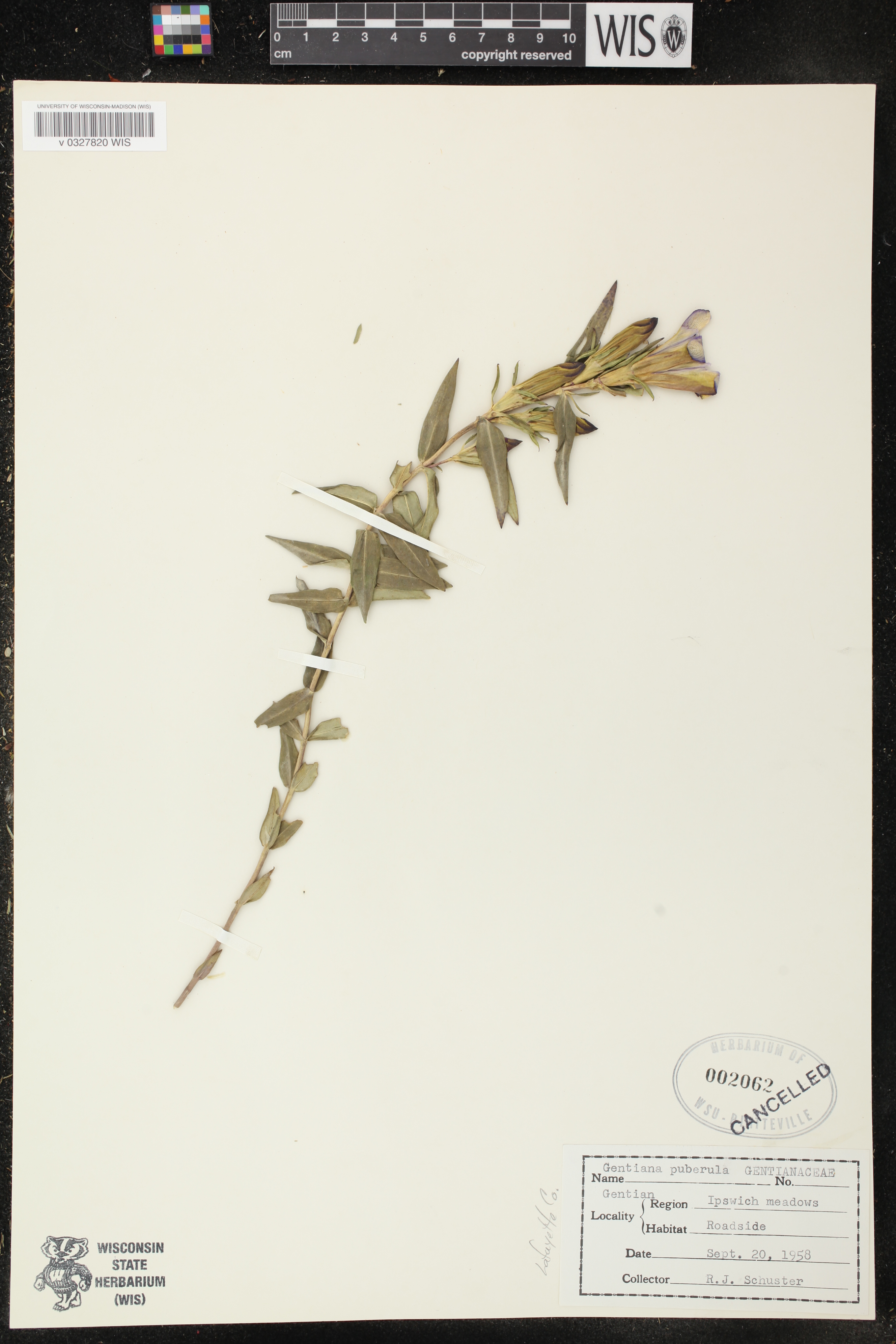Gentiana puberulenta image