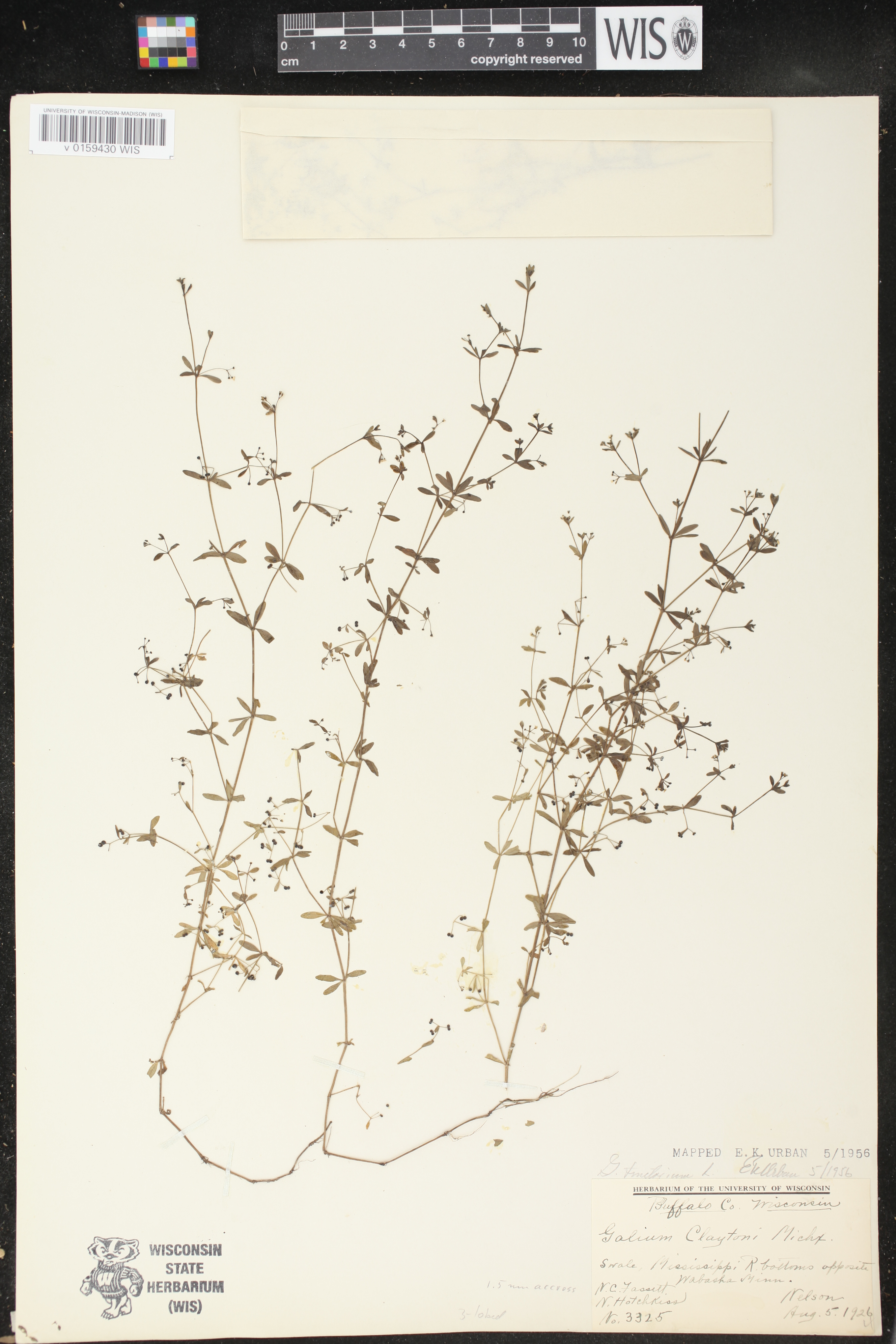 Galium tinctorium image