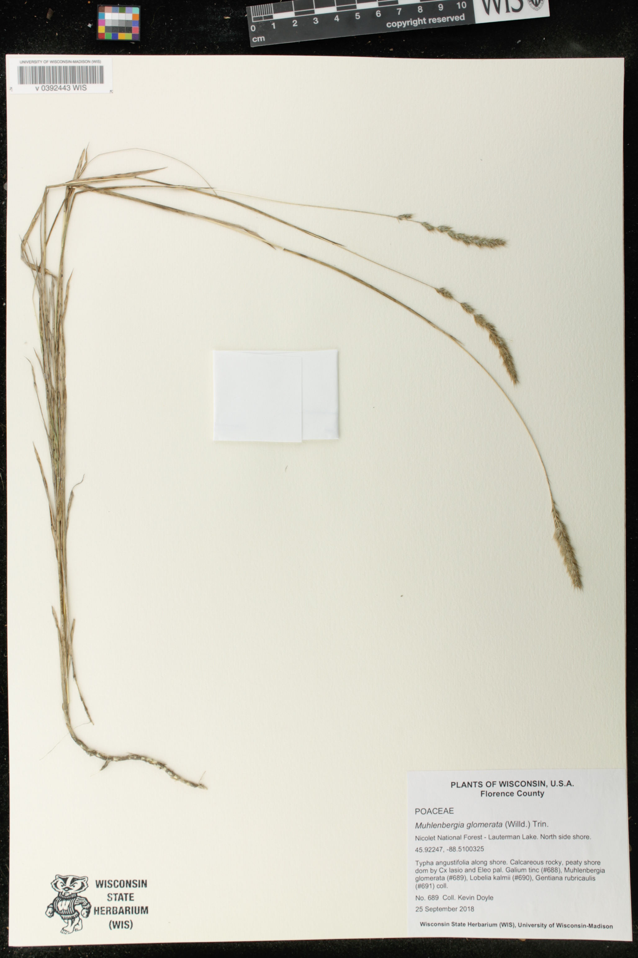Muhlenbergia glomerata image