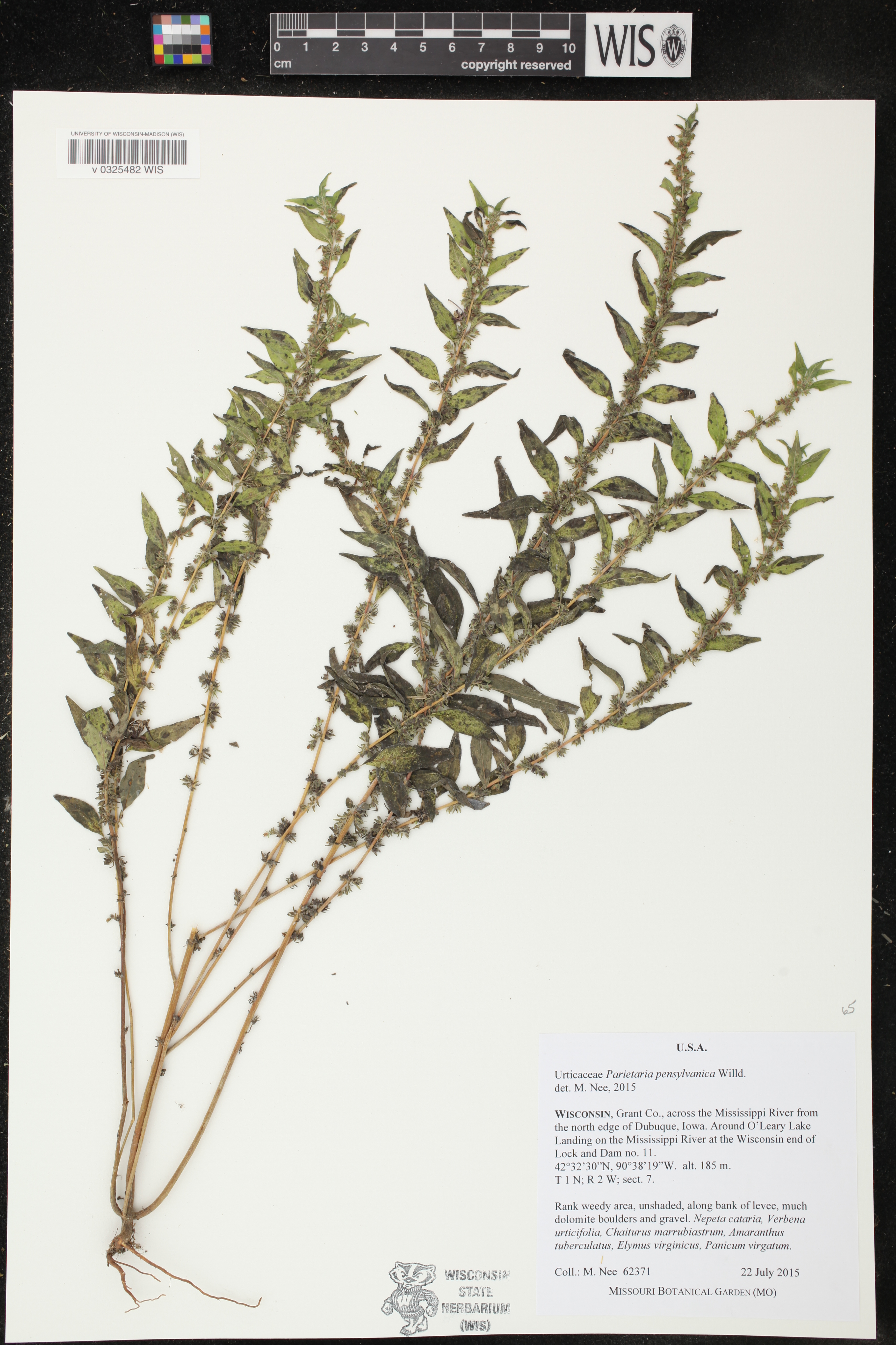 Parietaria pensylvanica image
