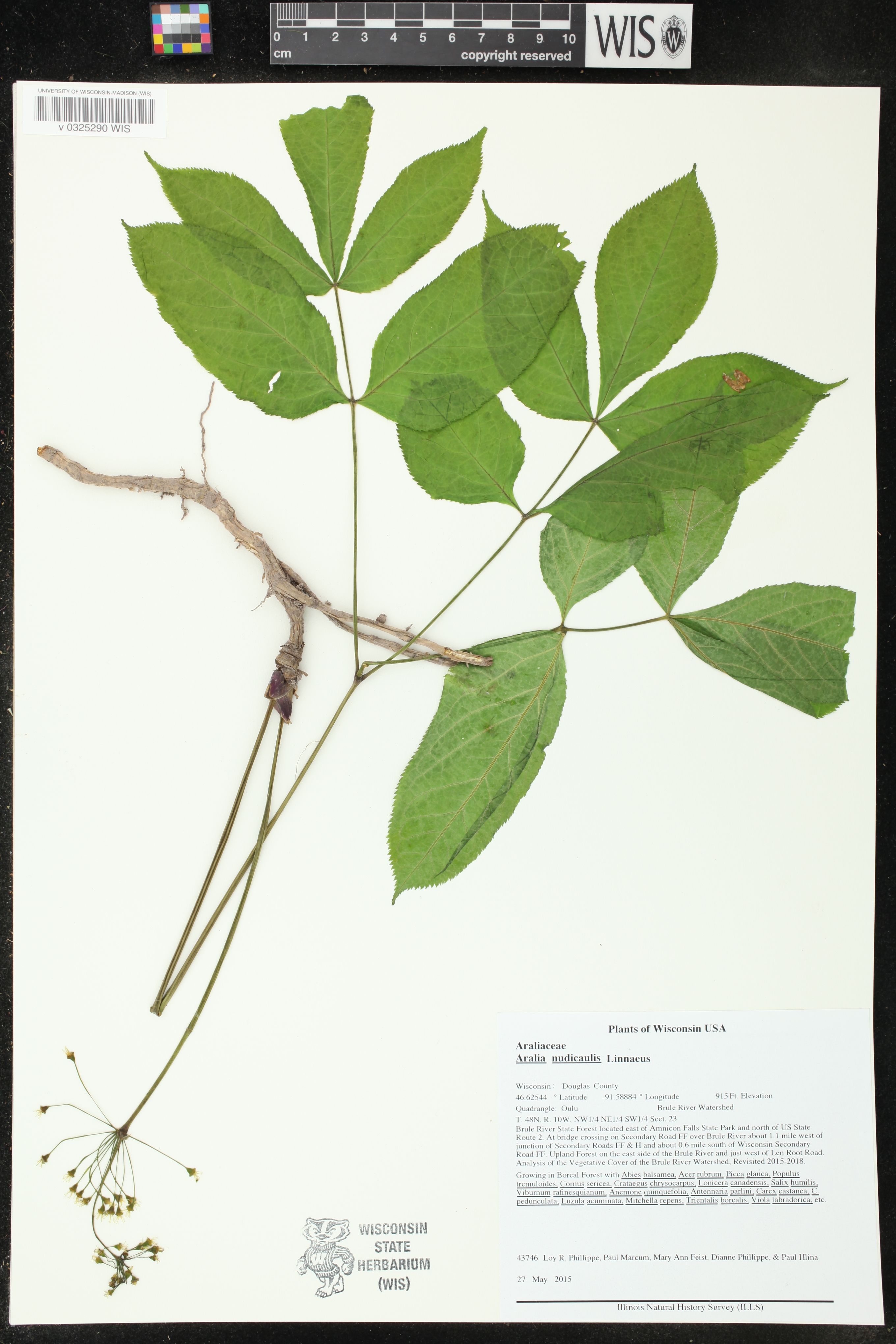 Aralia nudicaulis image