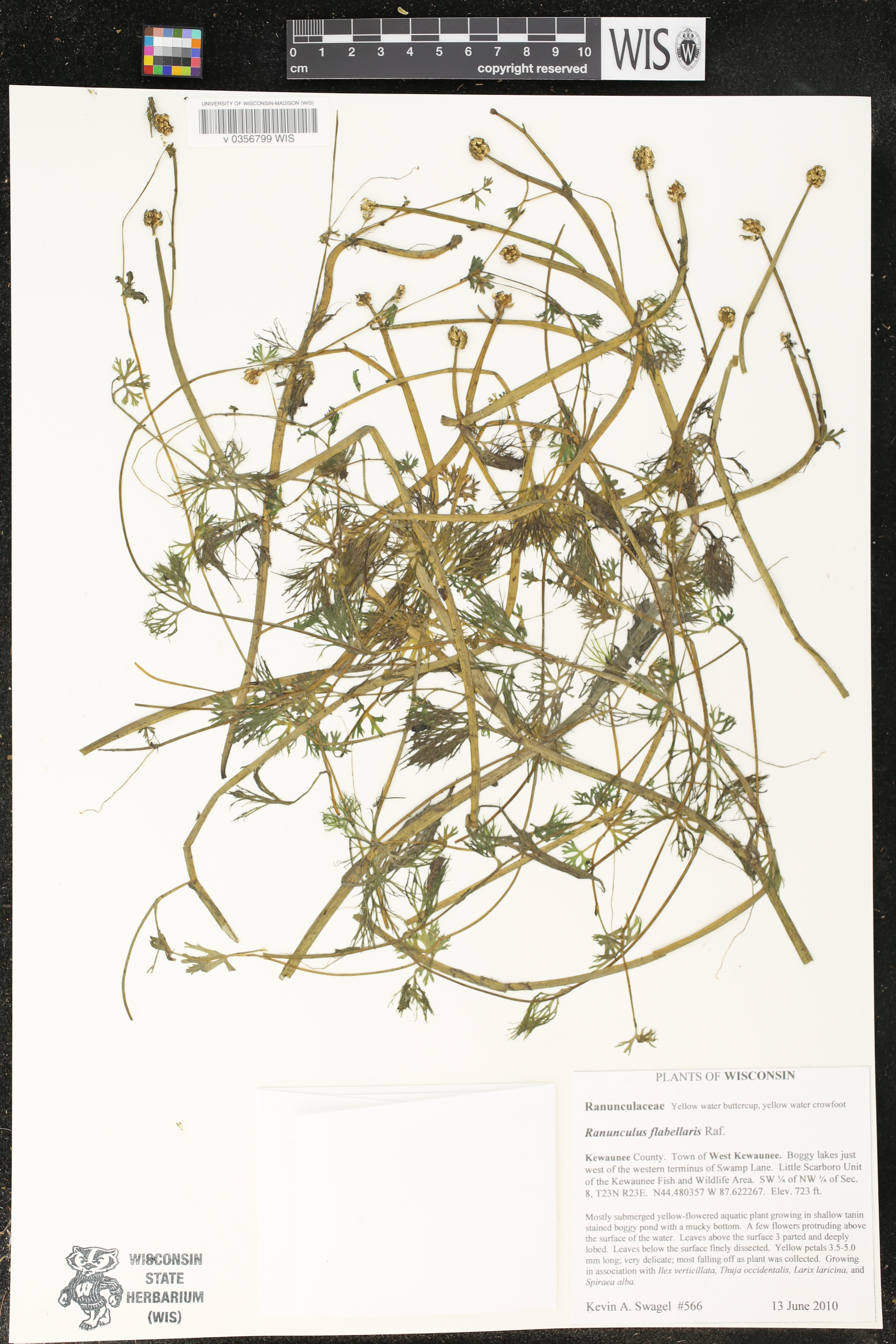 Ranunculus flabellaris image