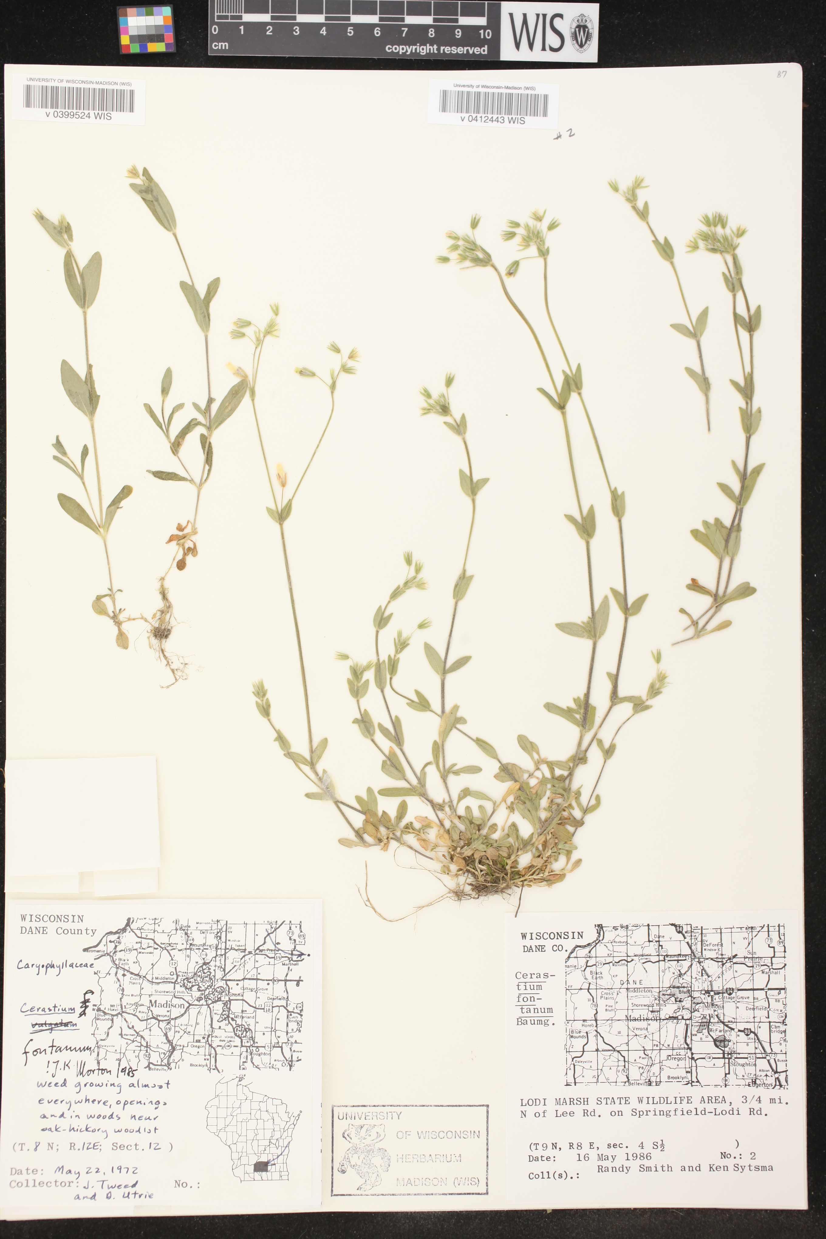 Cerastium fontanum image