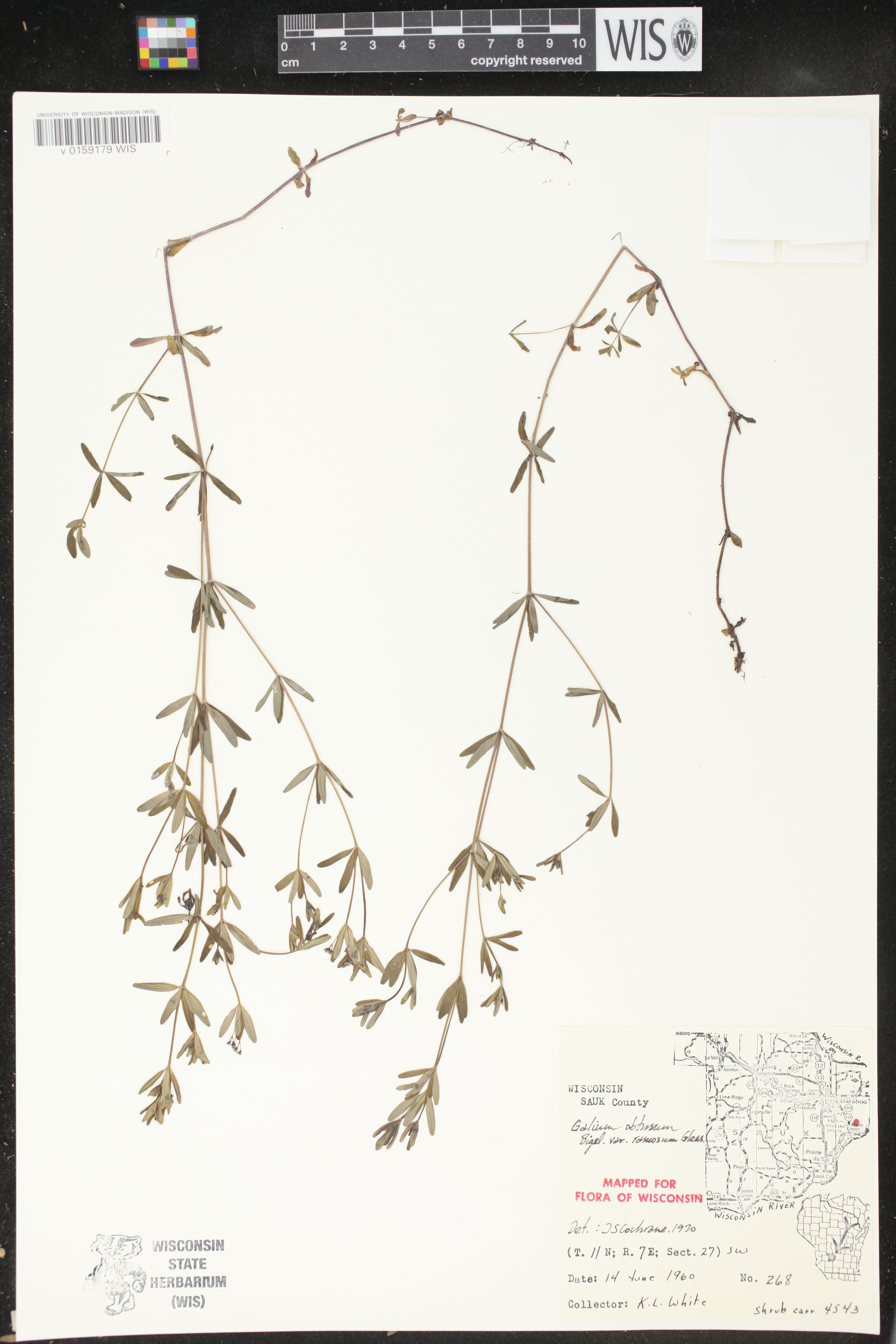 Galium obtusum subsp. obtusum image