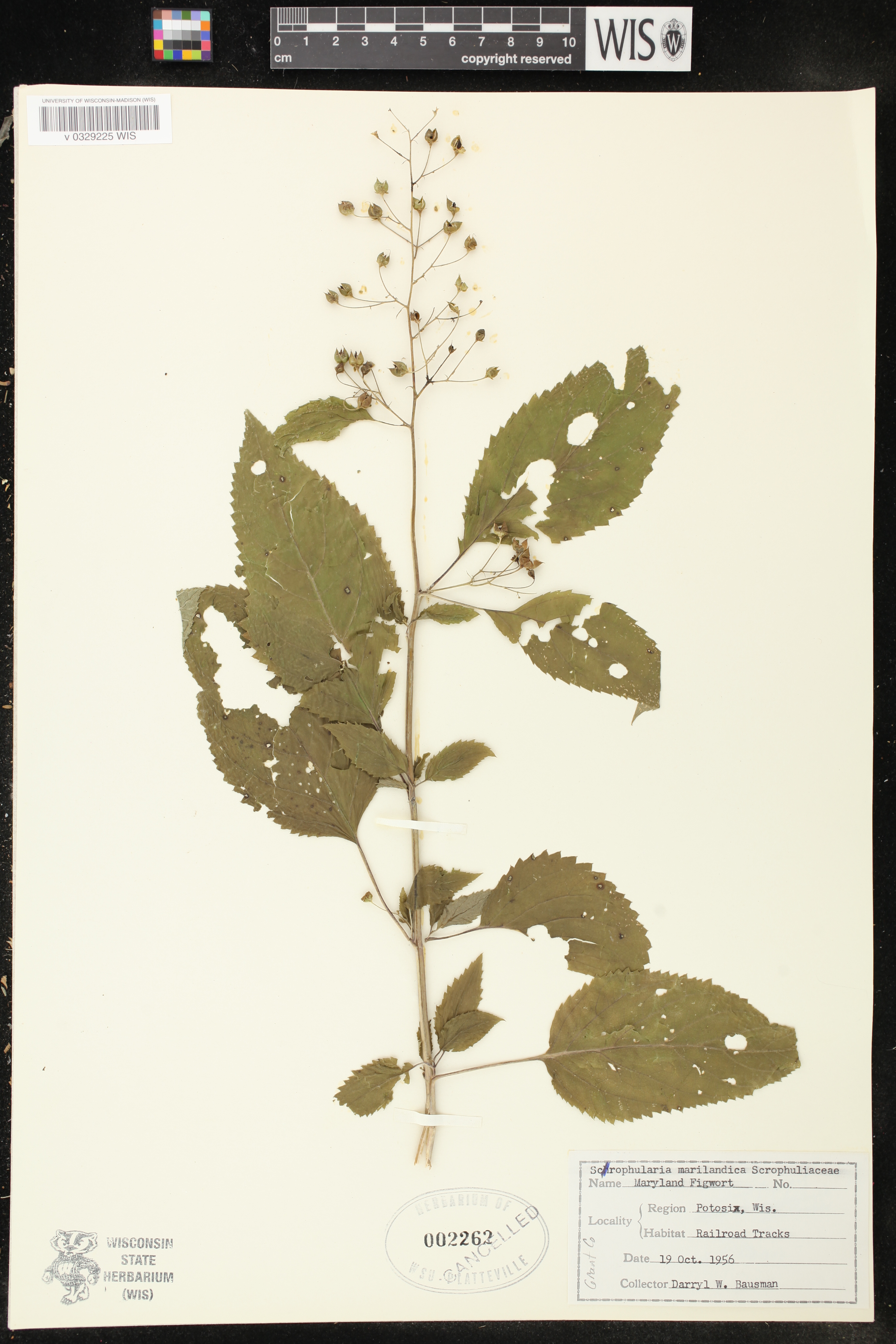 Scrophularia marilandica image