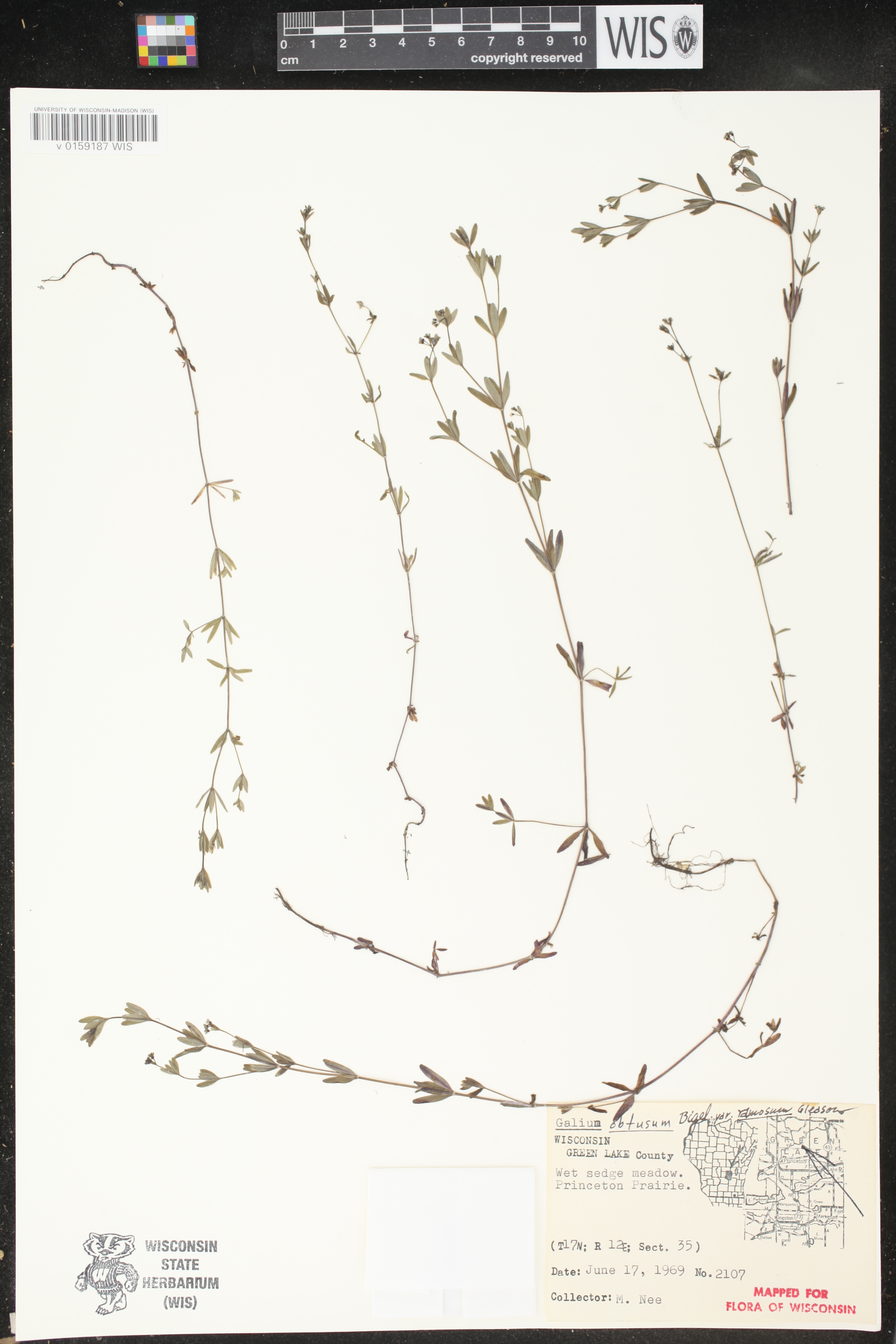 Galium obtusum subsp. obtusum image
