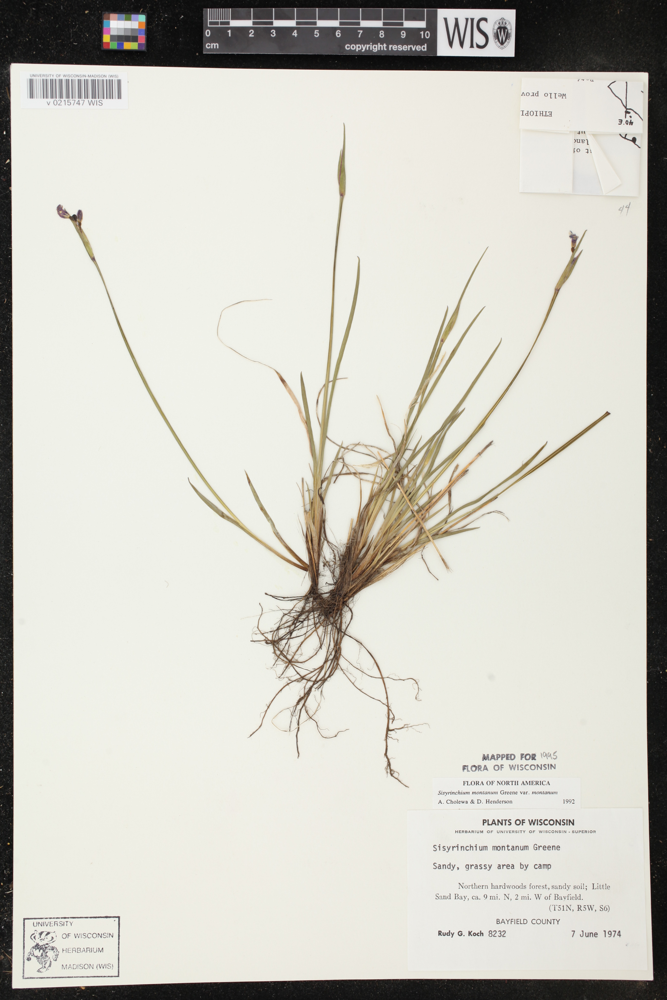 Sisyrinchium montanum image