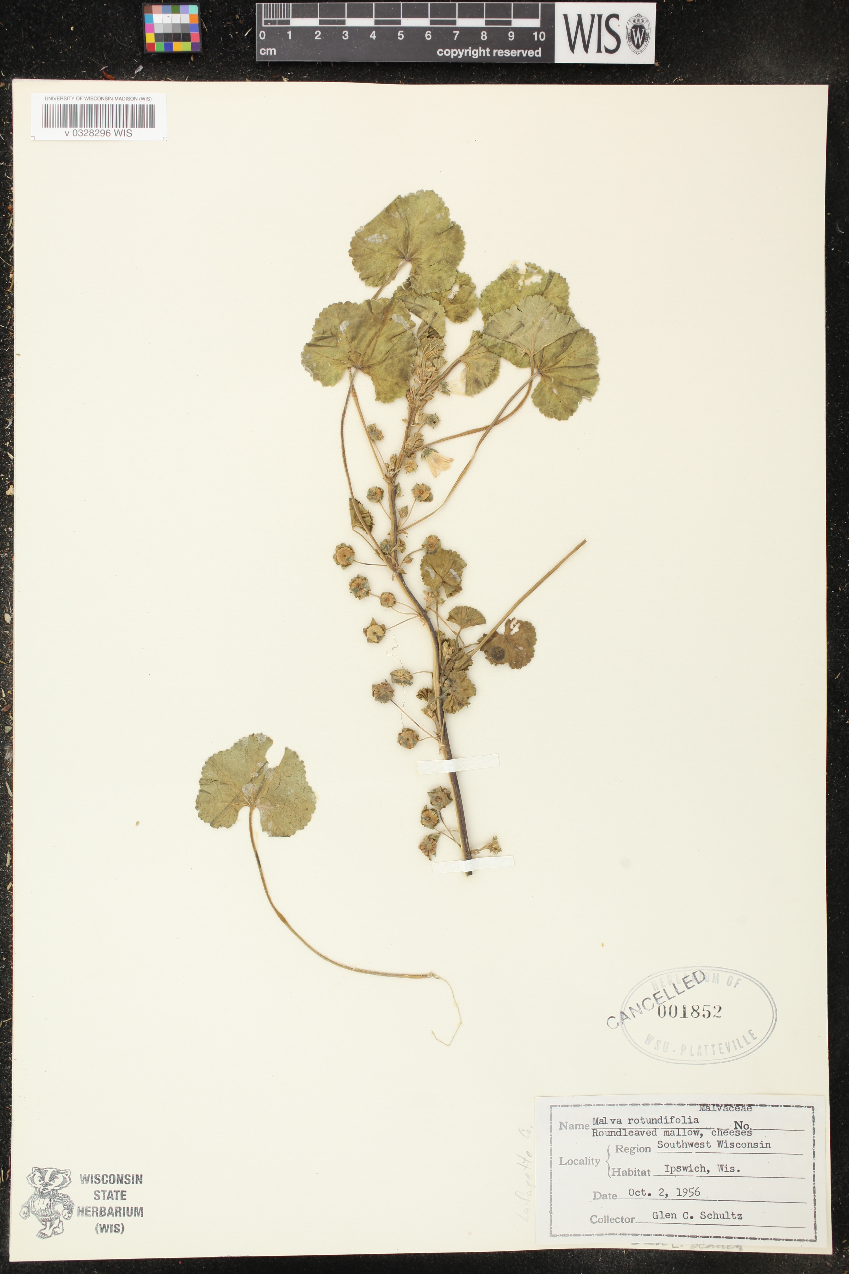 Malva neglecta image