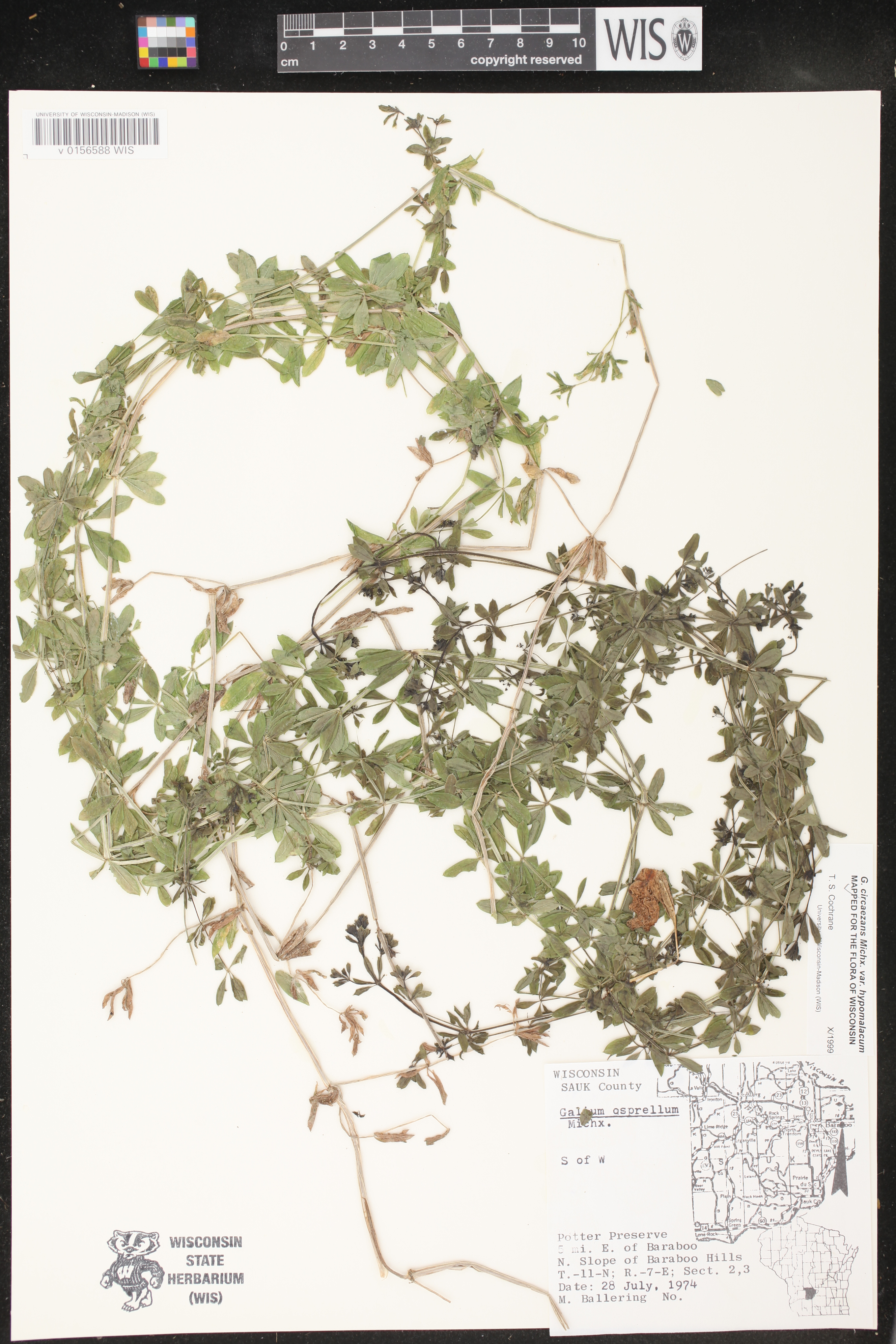 Galium asprellum image