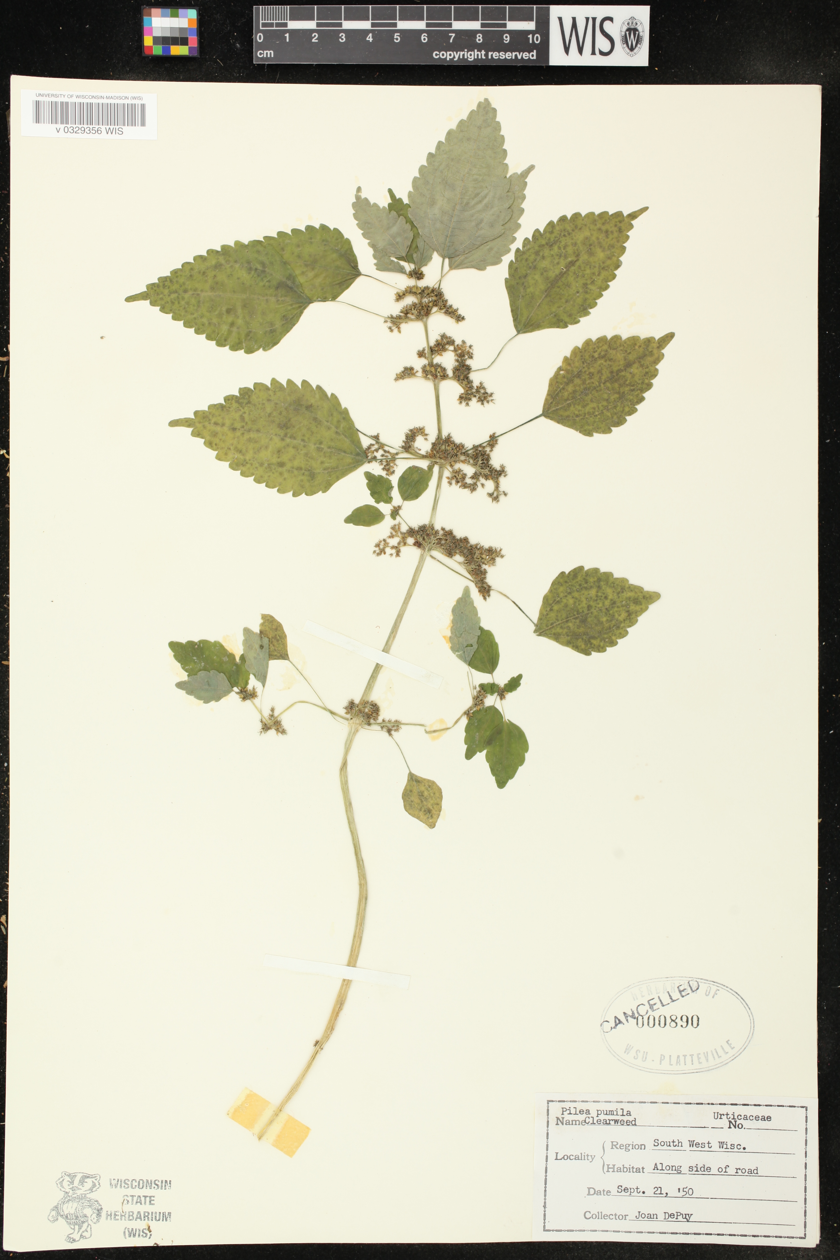 Pilea pumila image