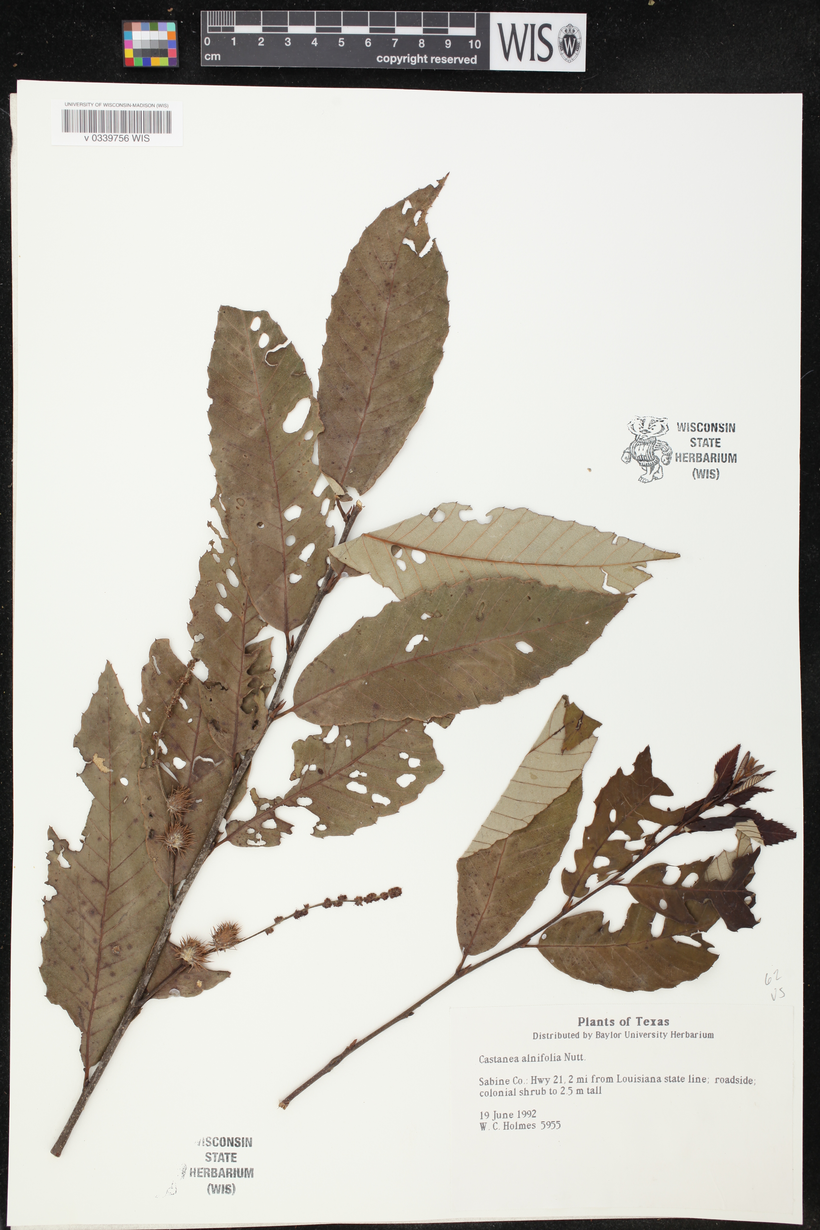 Castanea alnifolia image