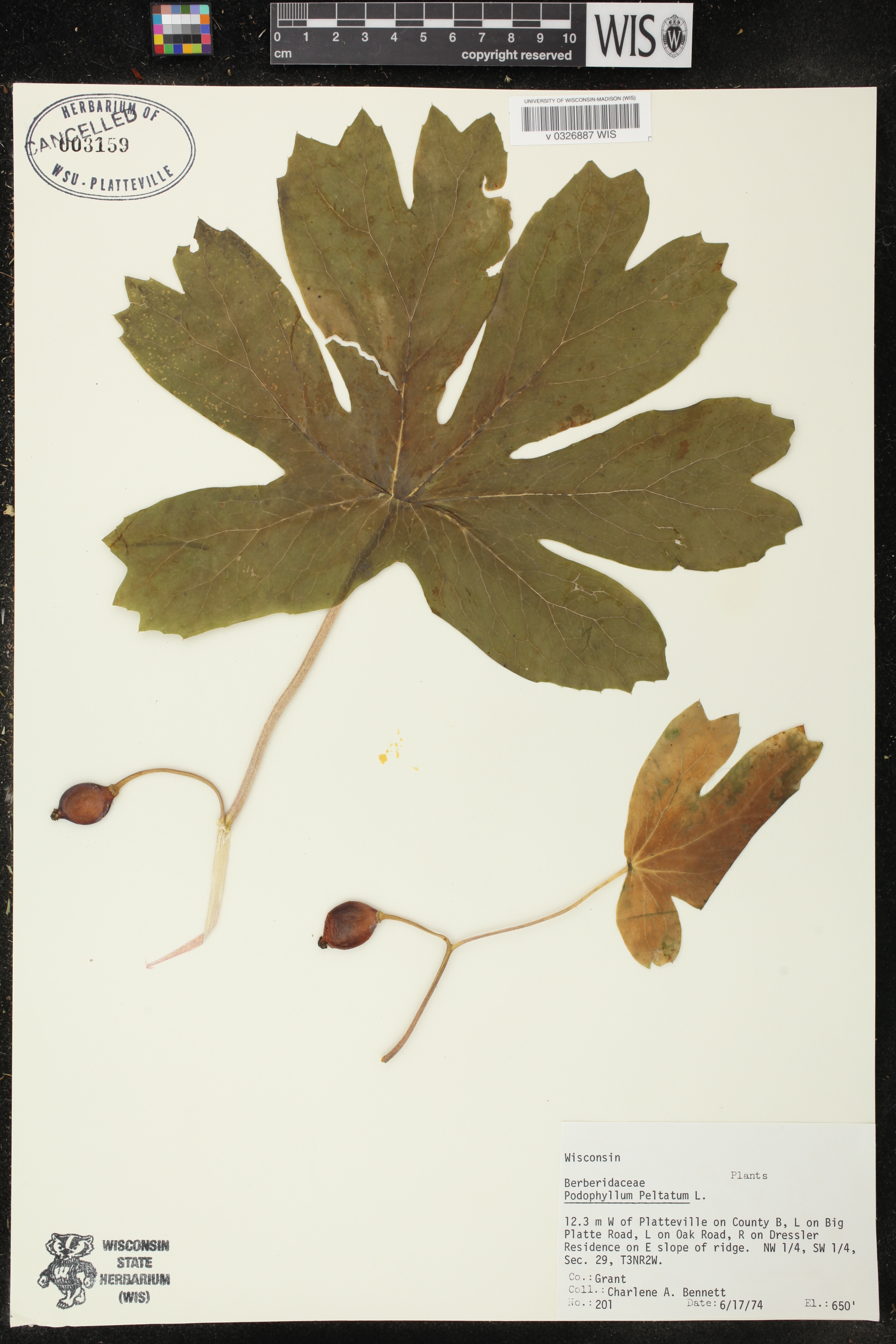 Podophyllum peltatum image