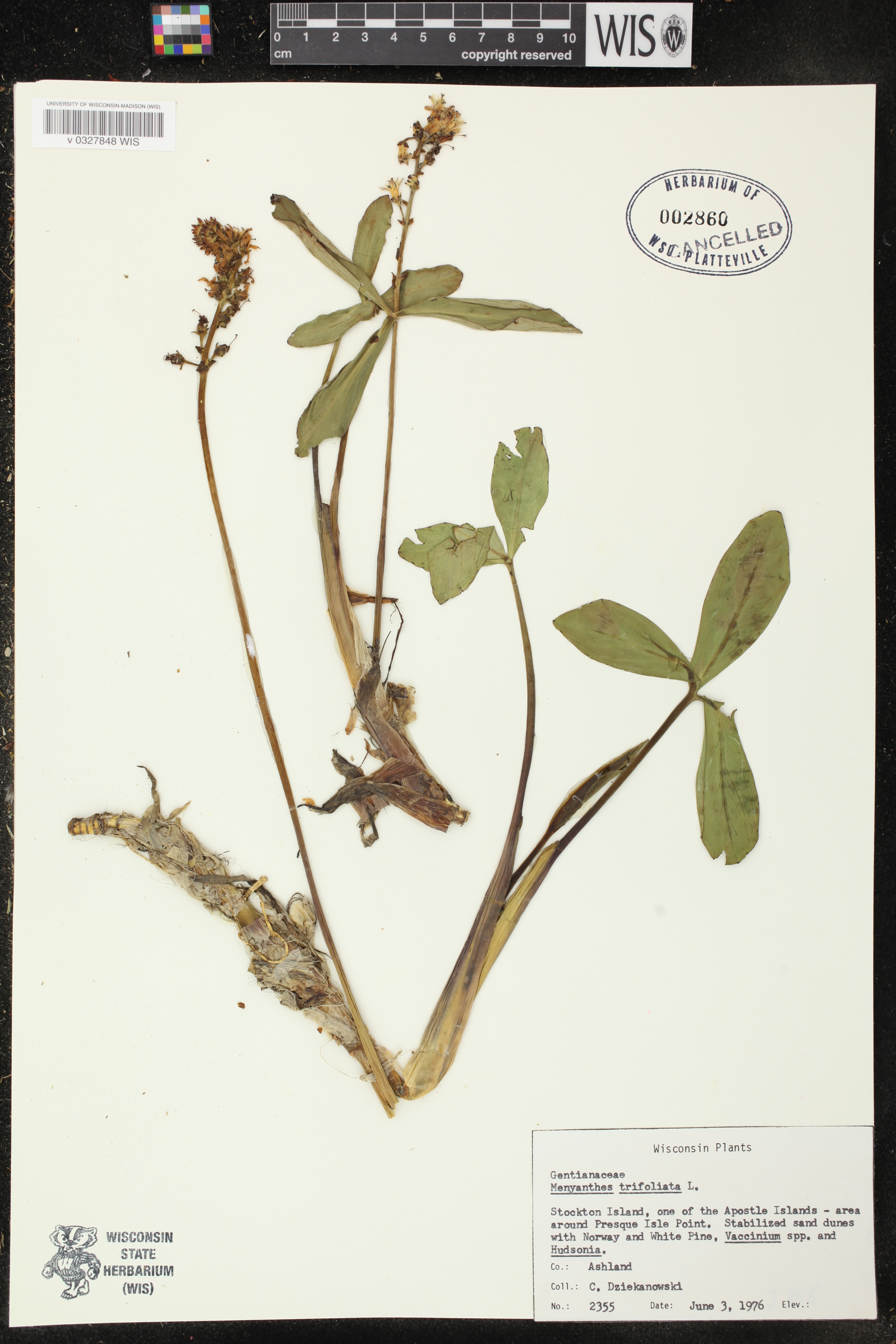 Menyanthes trifoliata image
