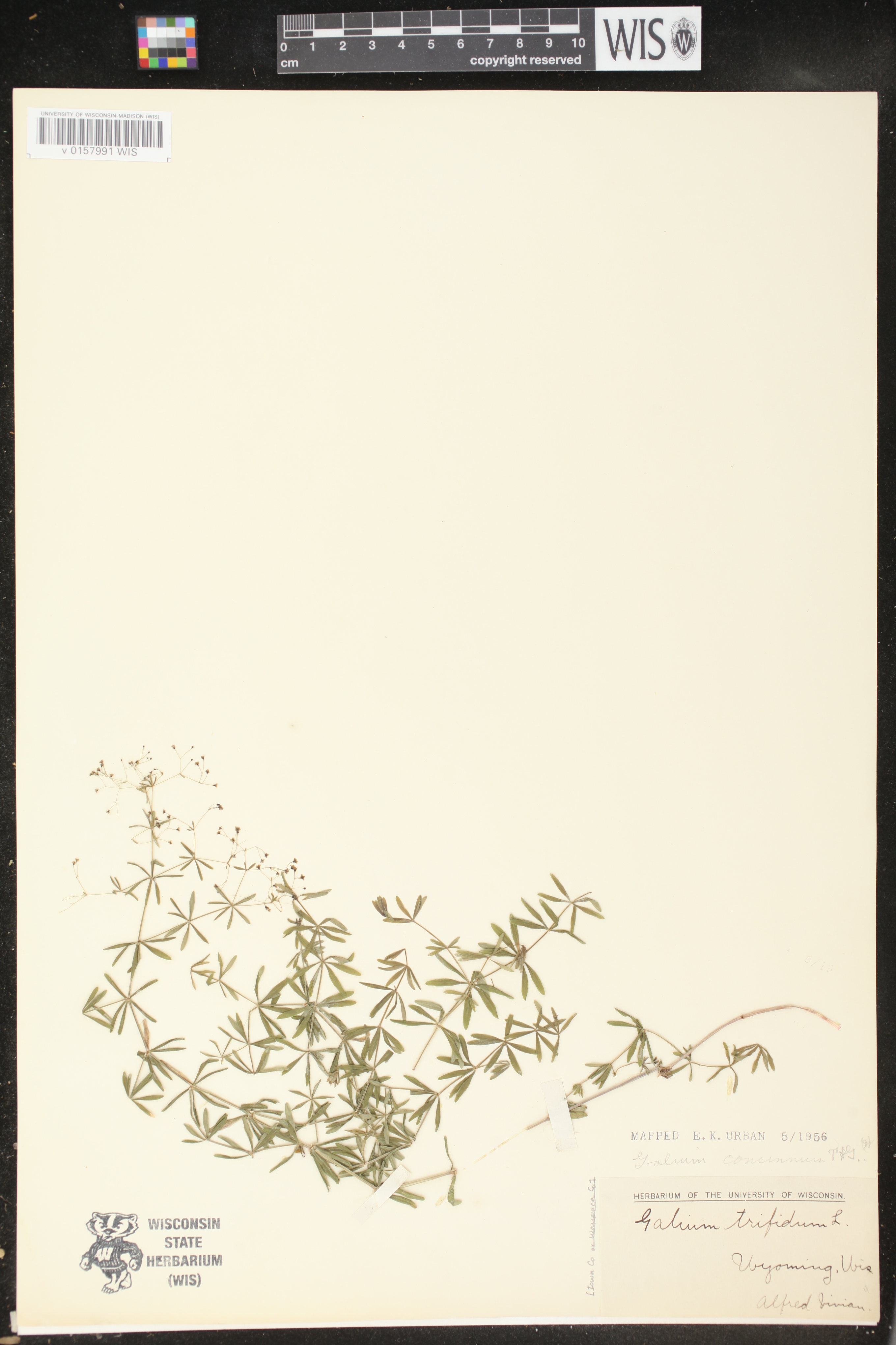 Galium concinnum image