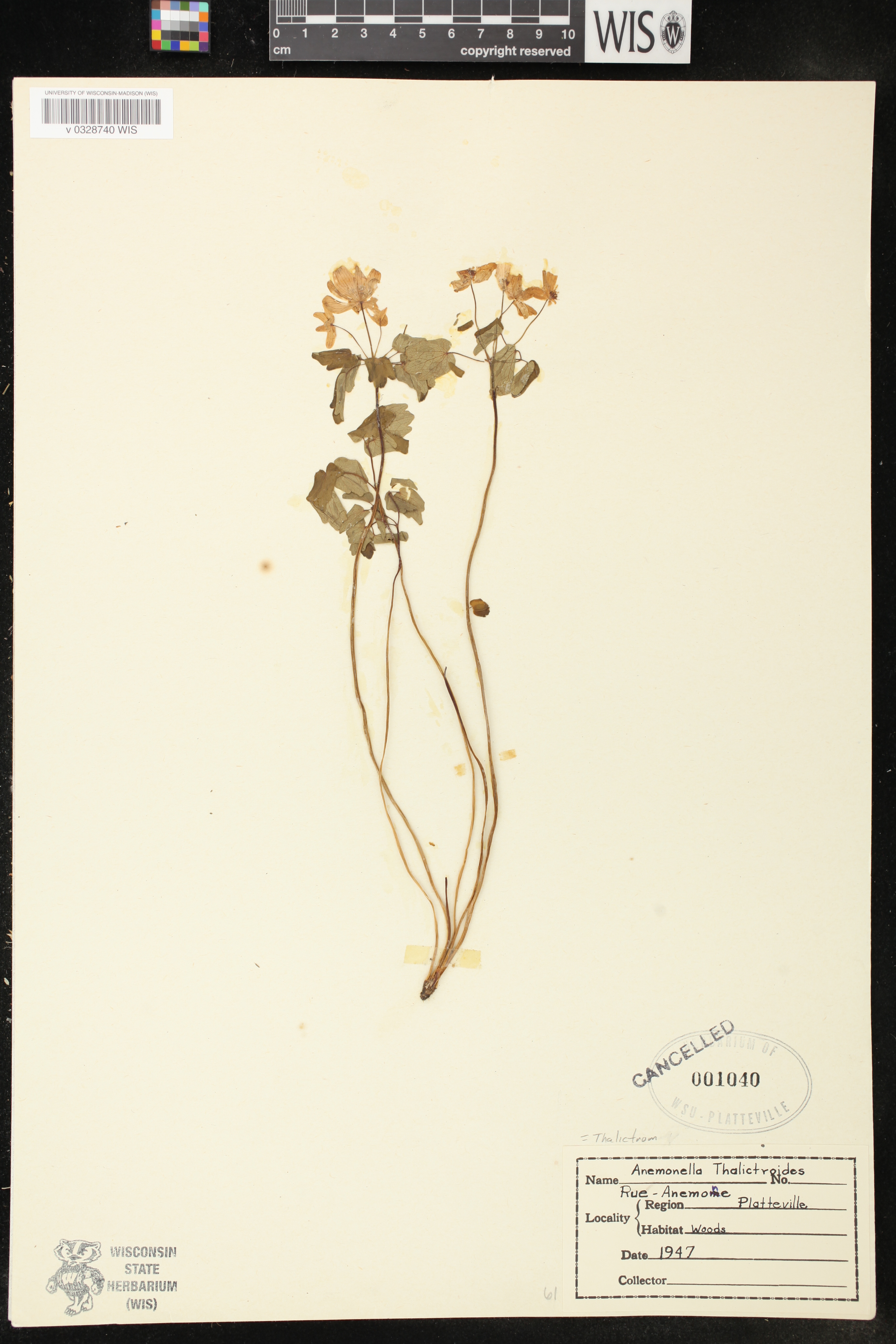 Thalictrum thalictroides image