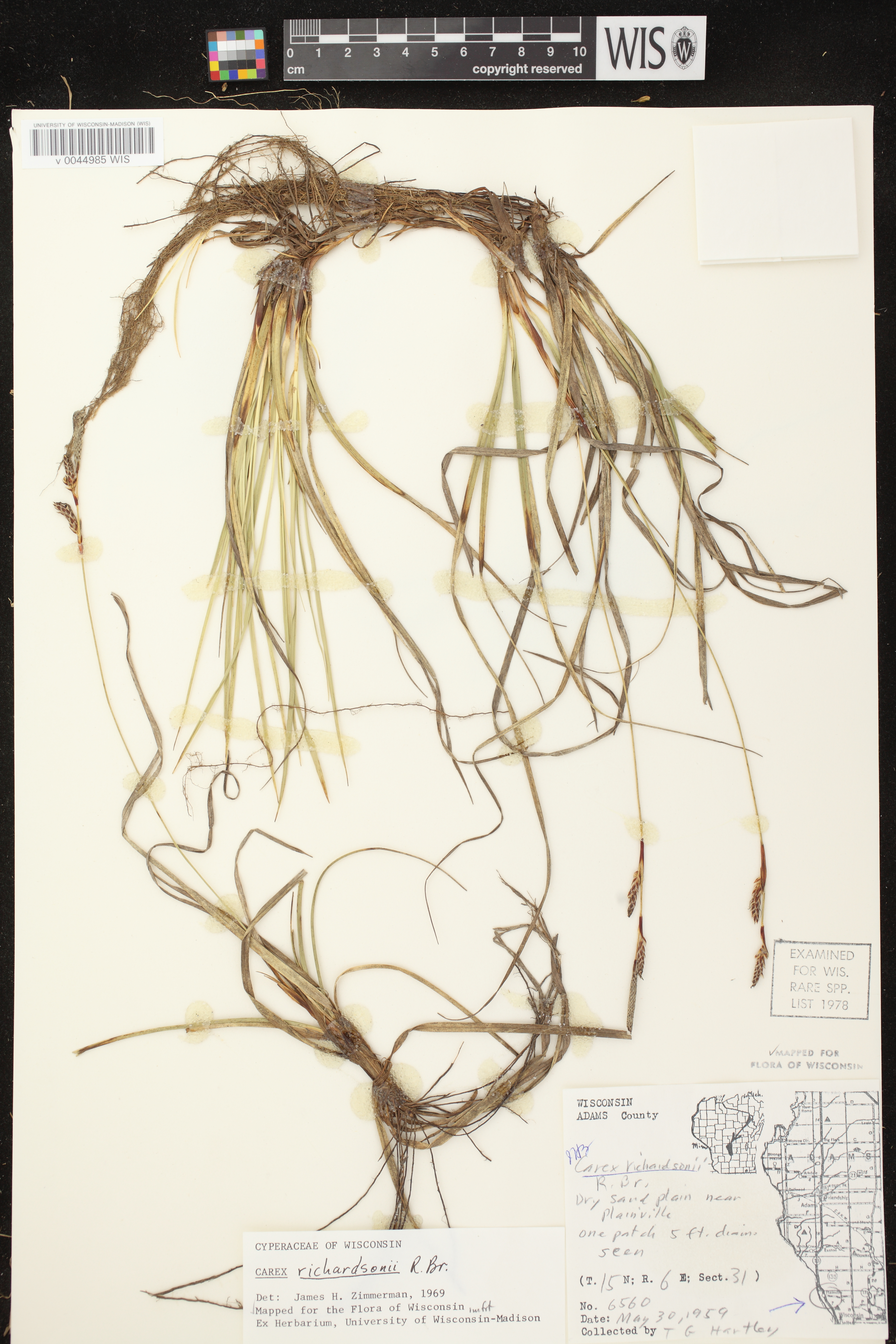 Carex richardsonii image