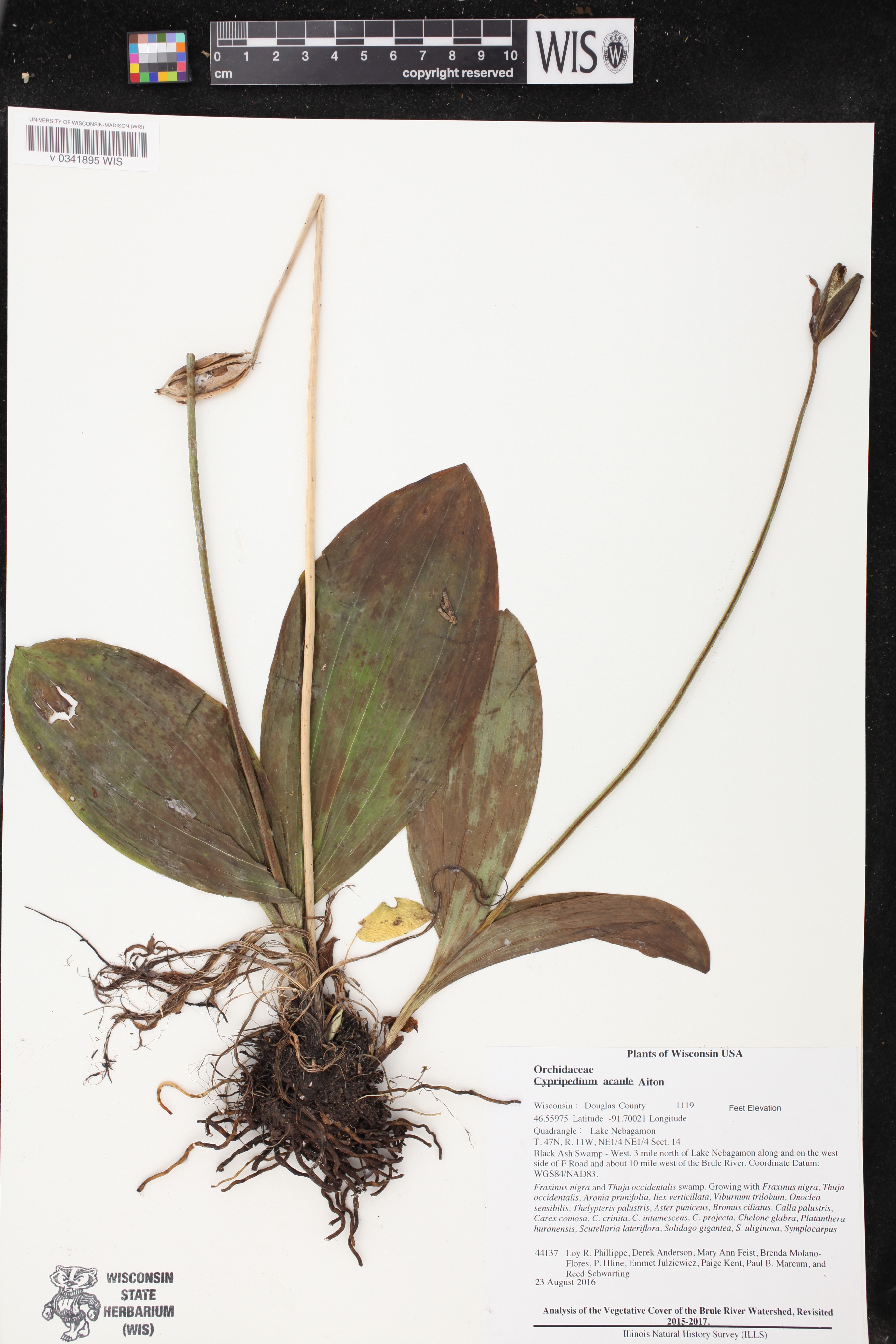 Cypripedium acaule image
