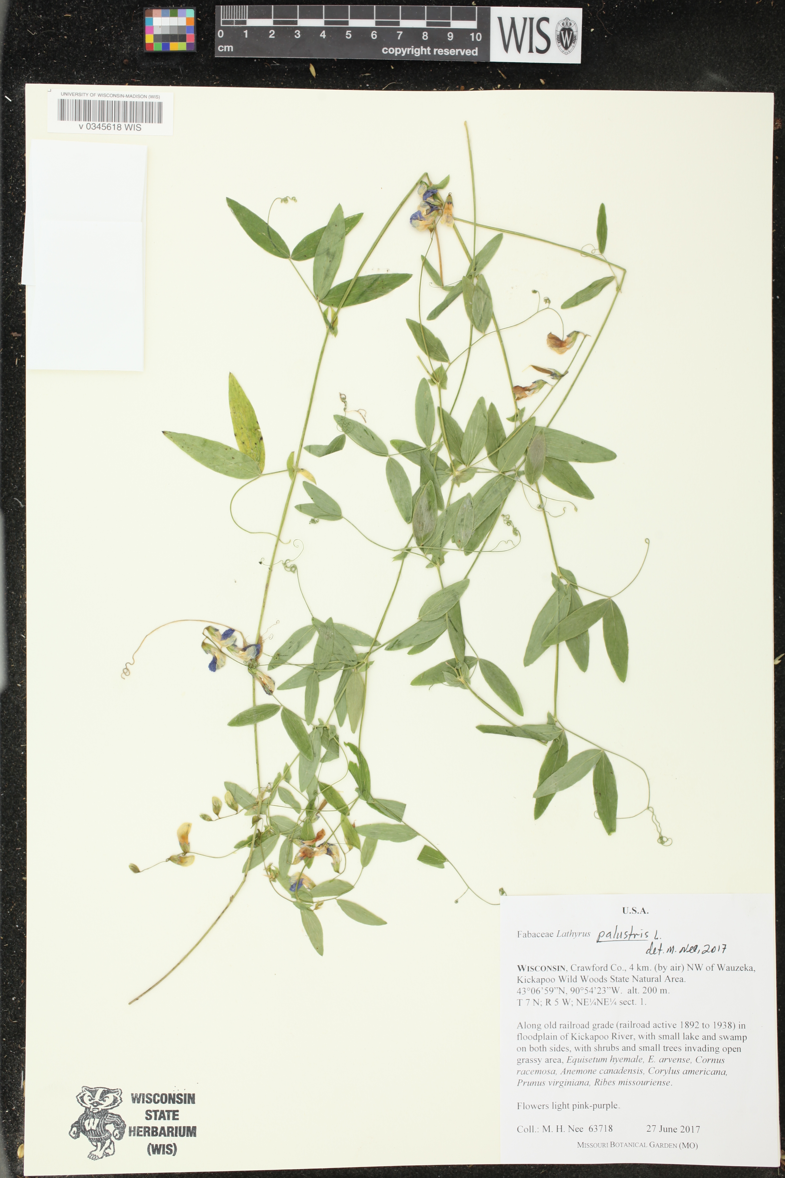 Lathyrus palustris image